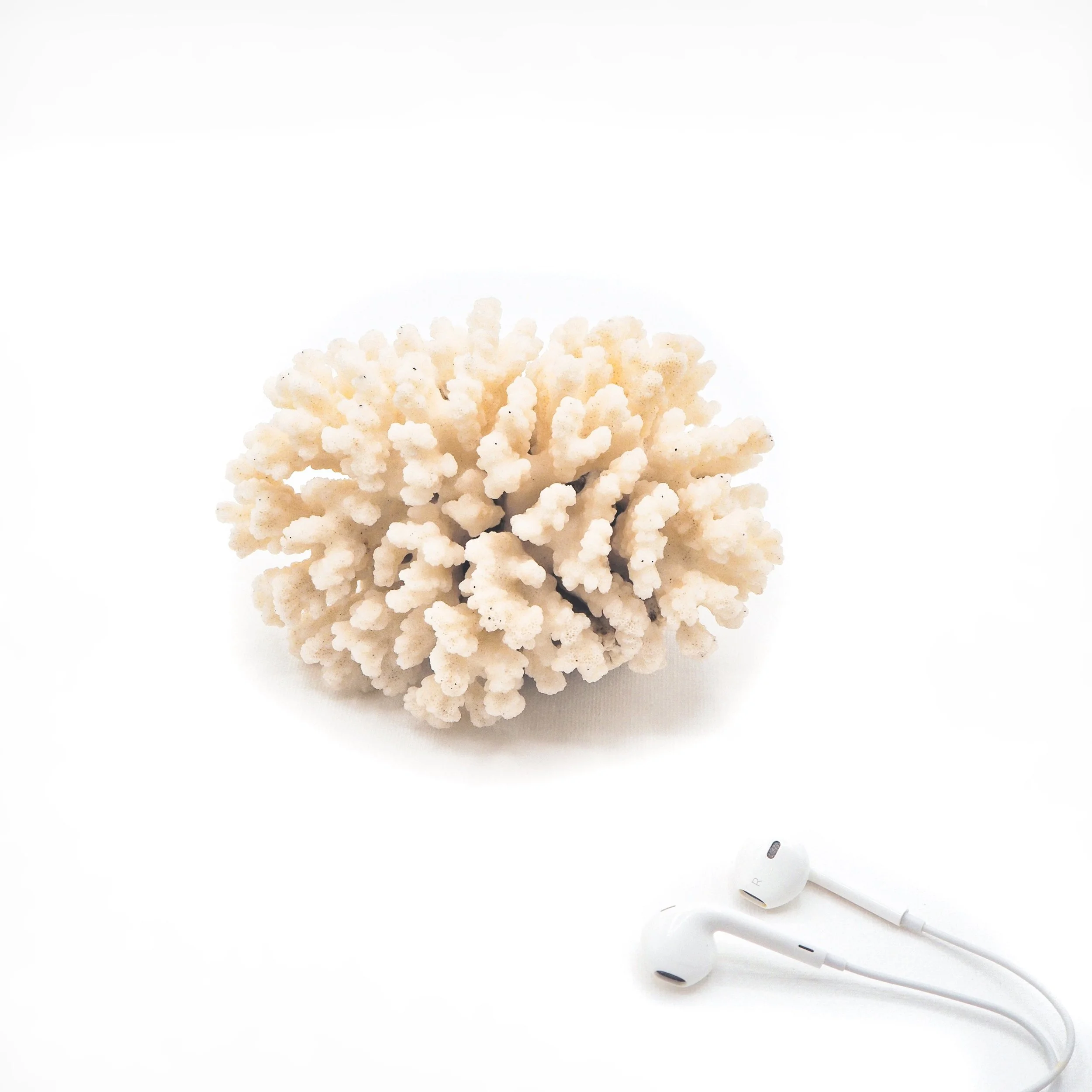 corail1-40b.jpg