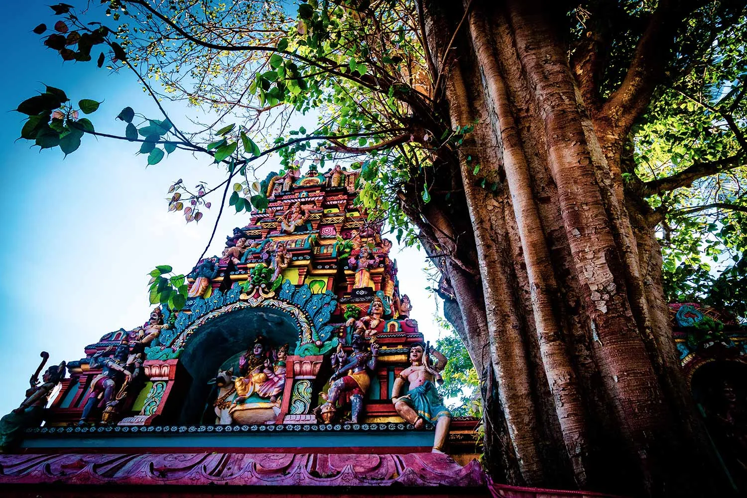 temple_tree.jpg