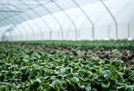 AGVALUE_CLIENTS_GREENHOUSE.jpg