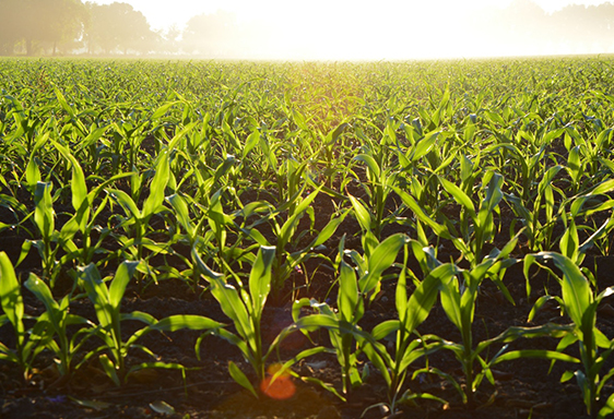 AGVALUE_CLIENTS_FARMLANDpsd.jpg