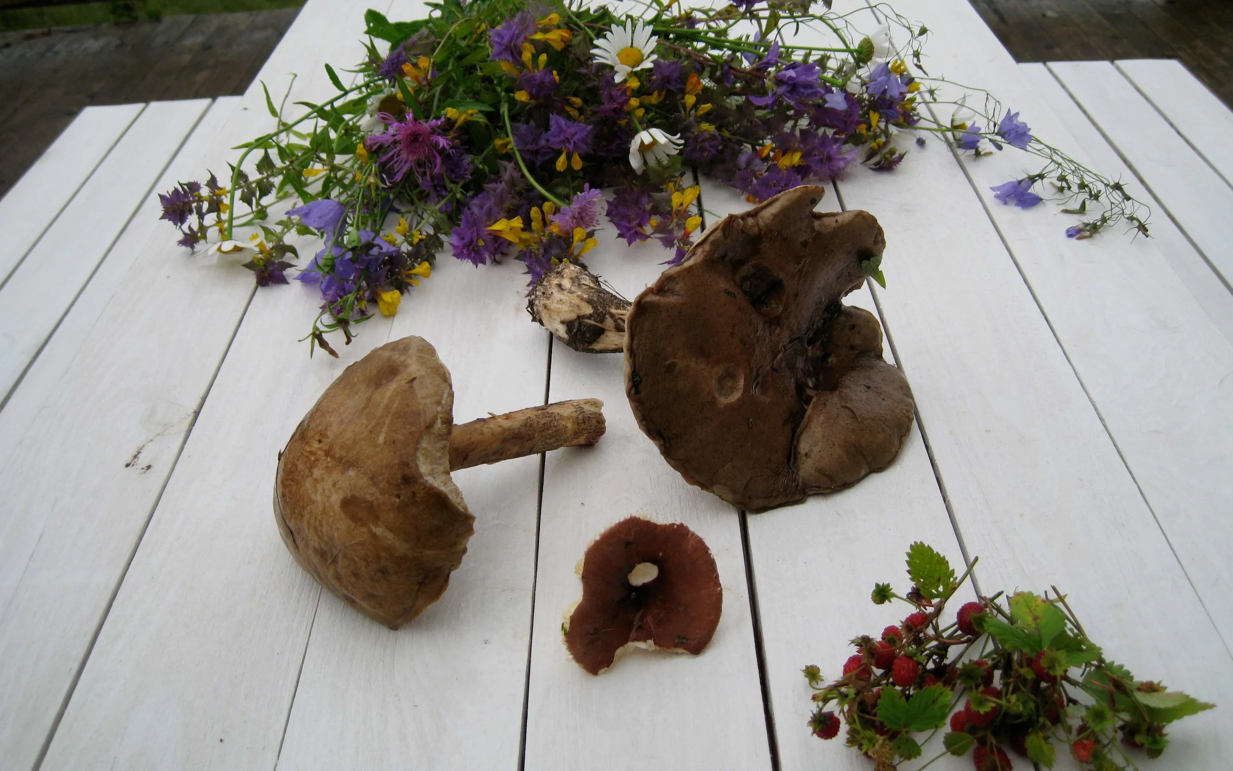 грибы топ баннер.jpeg