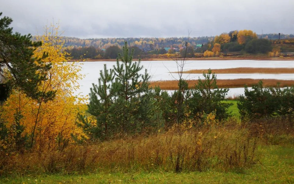 Осенний лес.jpeg