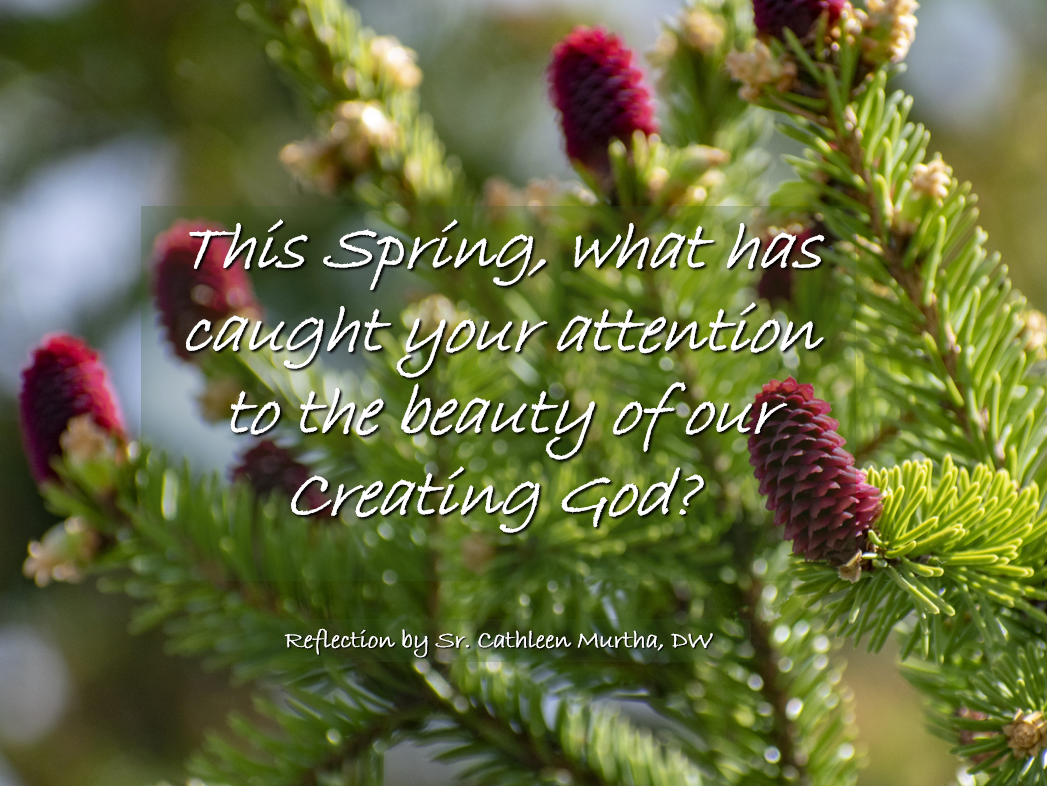 Reflection by Sr. Cathleen Murtha, DW