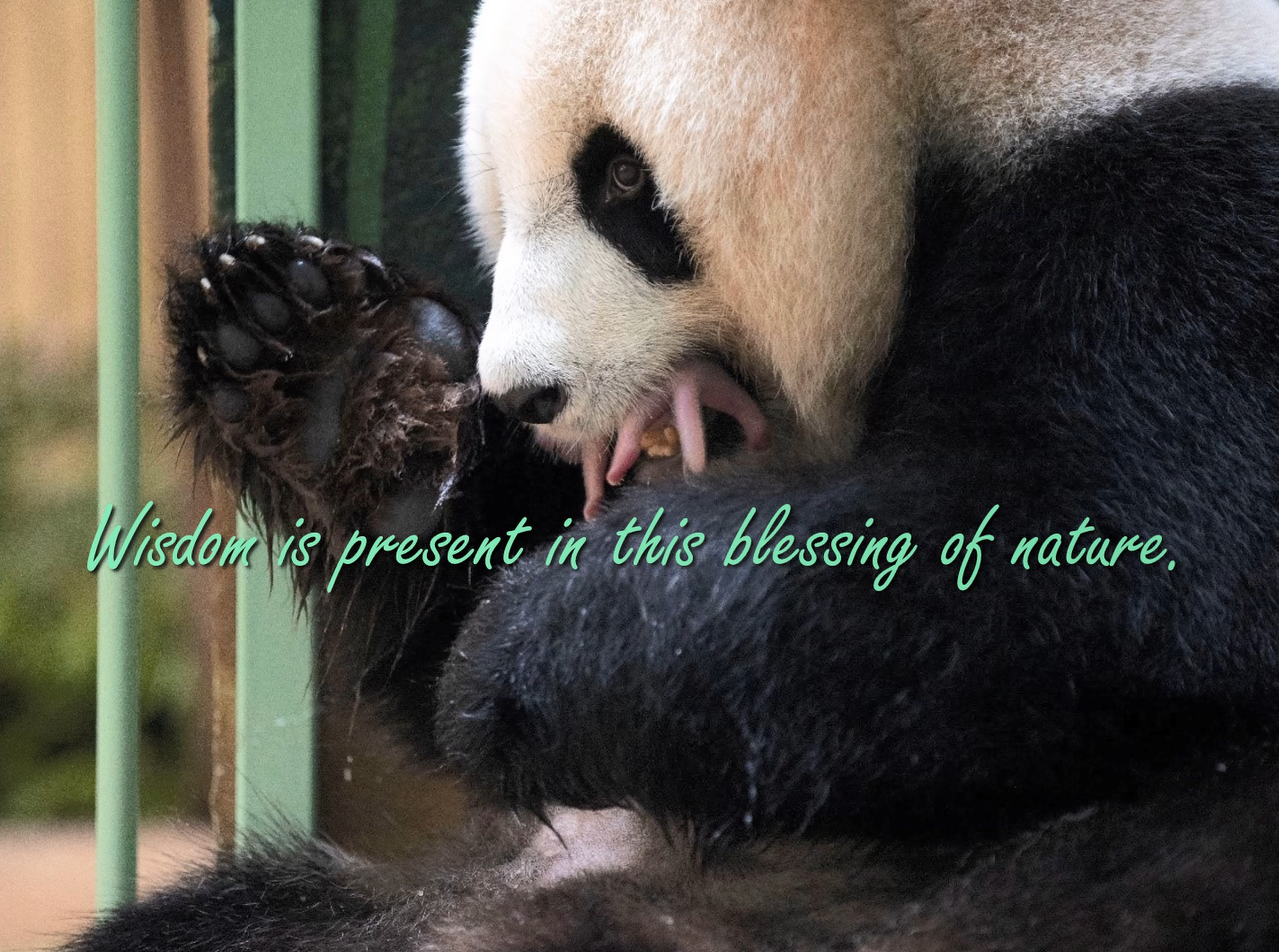 Reflection by Sr. Cathleen Murtha, DW