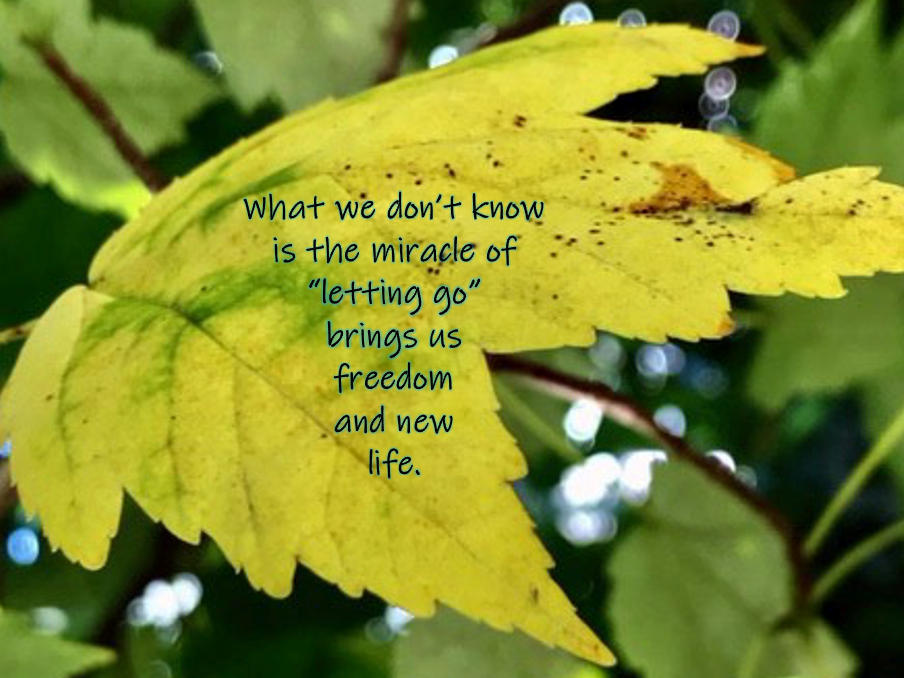 Reflection by Ellie Filippone, Associate of Wisdom