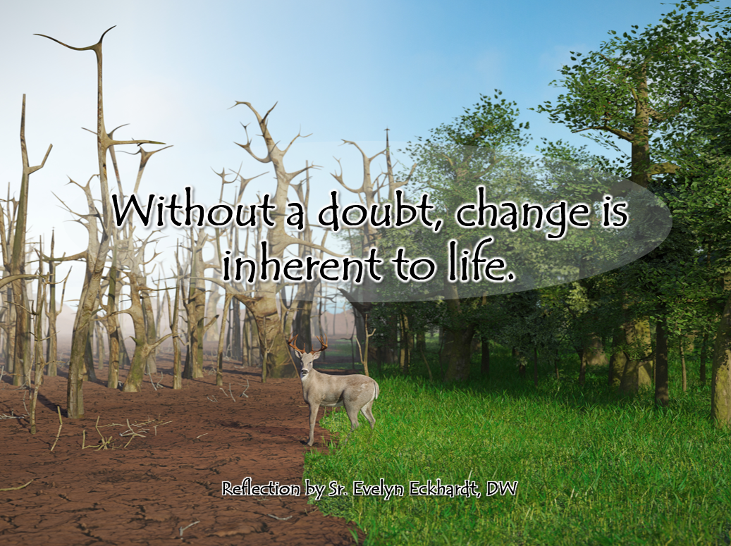 Reflection by Sr. Evelyn Eckhardt, DW