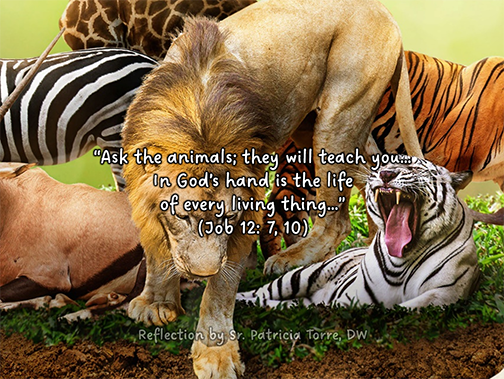 Reflection by Sr. Patricia Torre, DW