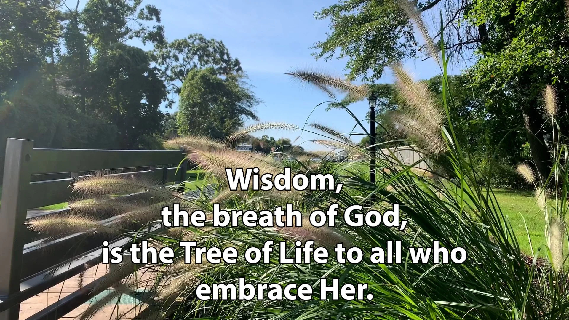  Reflection by Associate of Wisdom Pat Wolosz