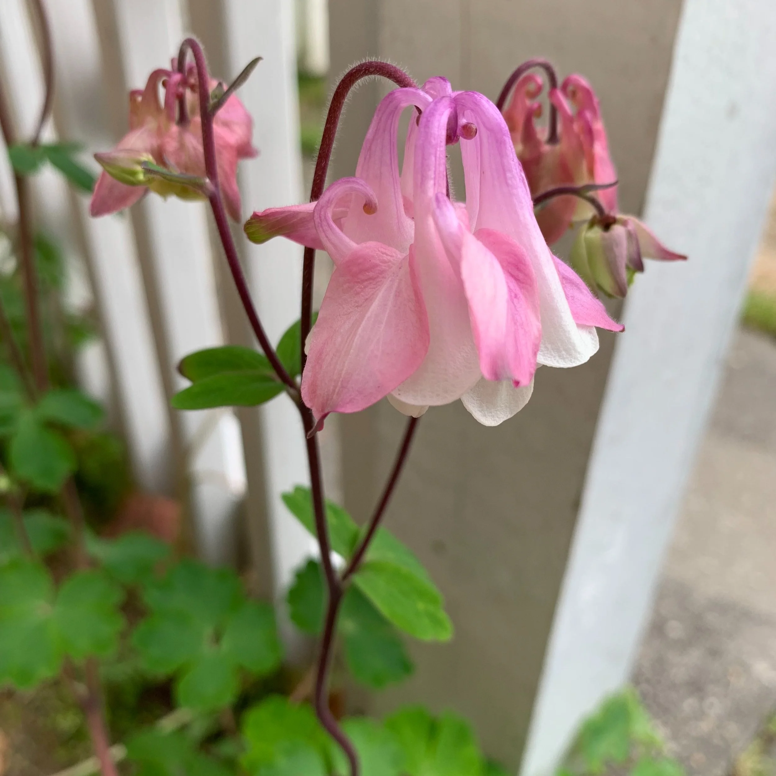 Reflection by Sr. Cathleen Murtha, DW