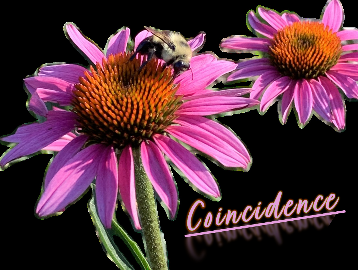 Inspirational Thought