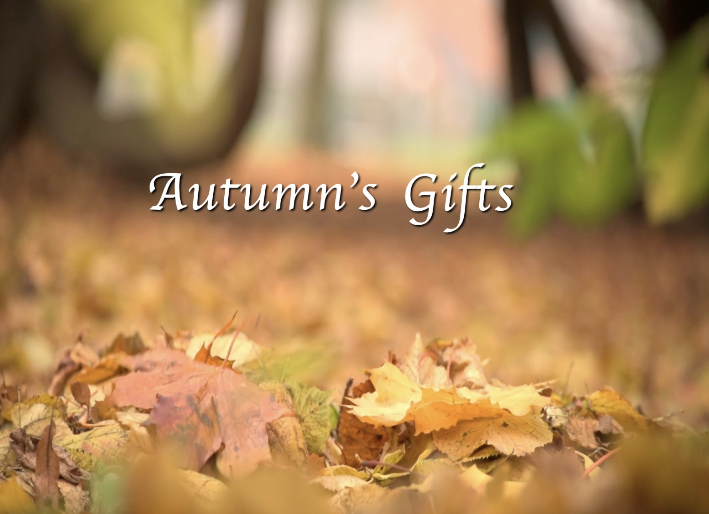 Reflection by Sr. Cathy Murtha, DW