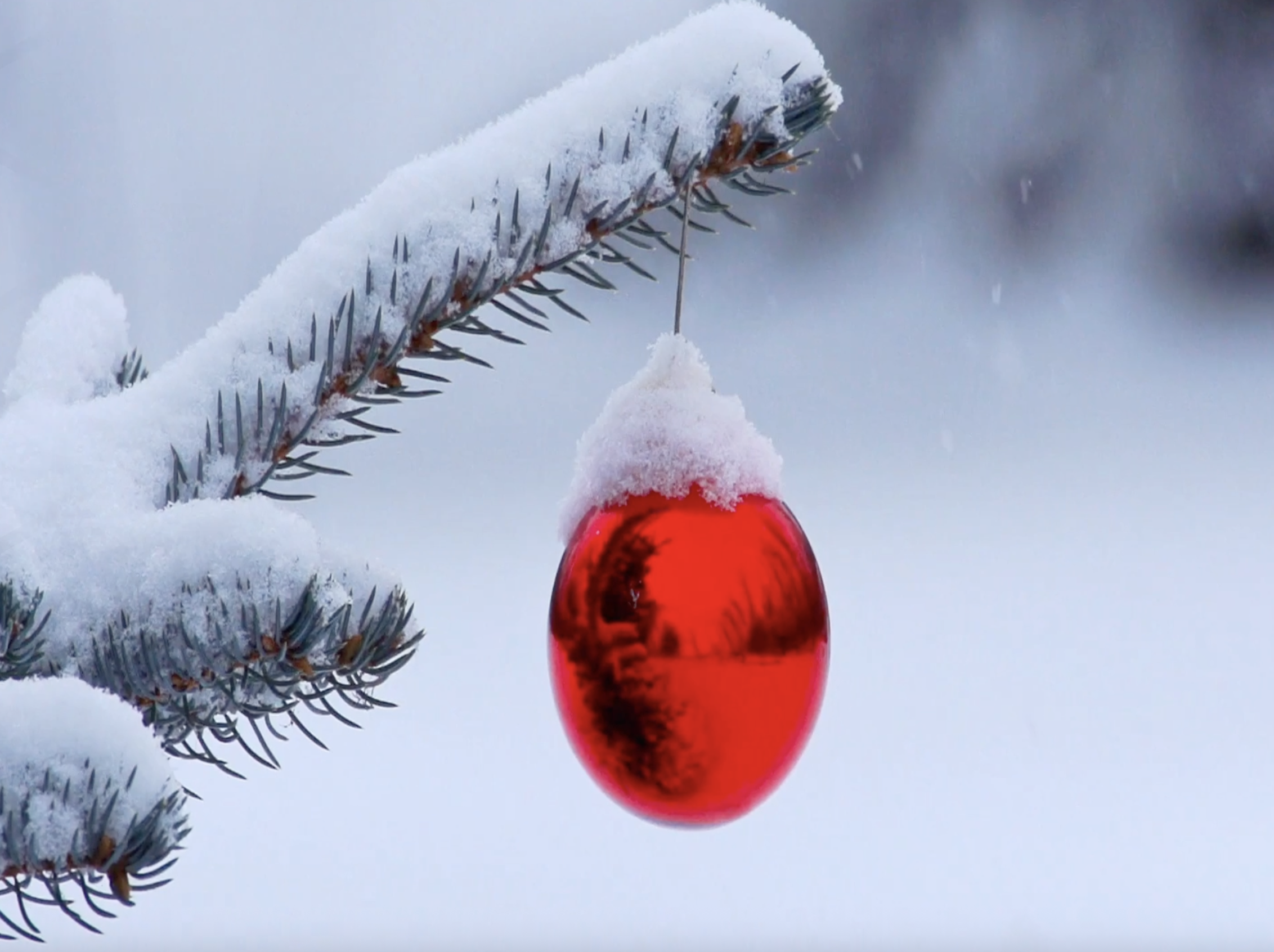 Reflection by Sr. Cathleen Murtha, DW