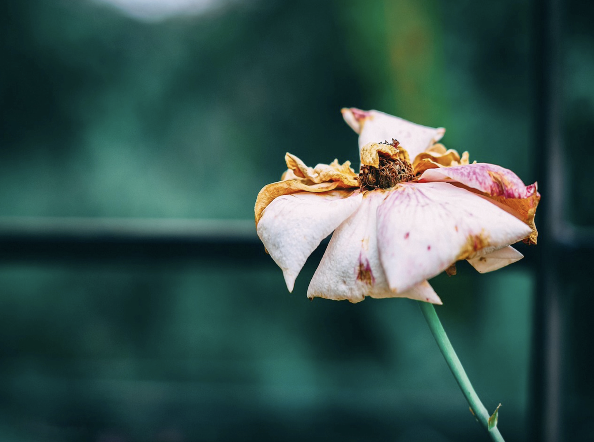 Reflection by Associate of Wisdom Audrey Schroeder