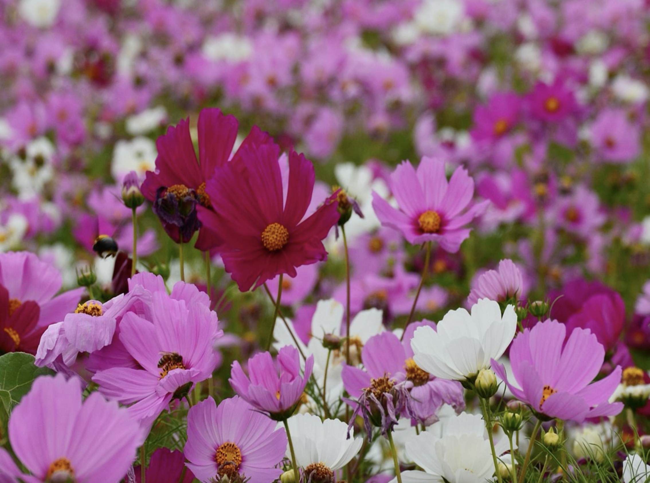 Reflection by Sr. Cathleen Murtha, DW