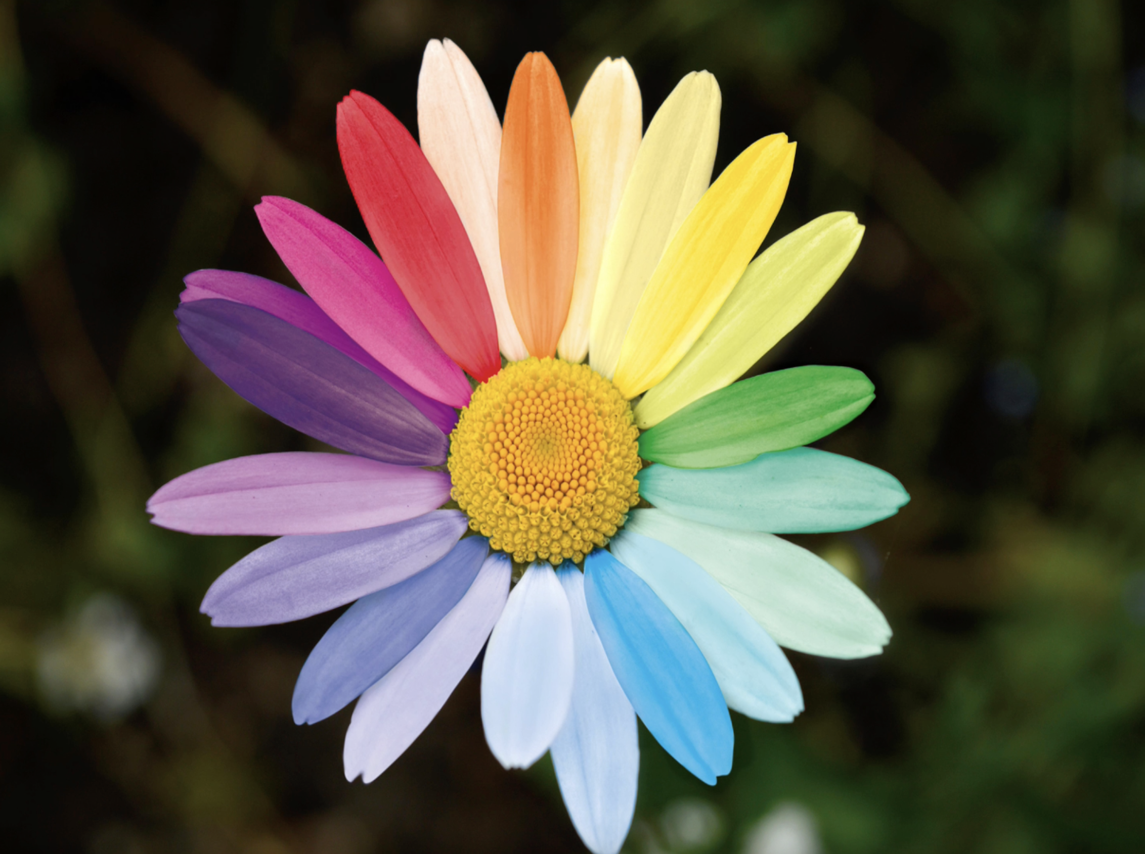 Reflection by Sr. Cathleen Murtha, DW