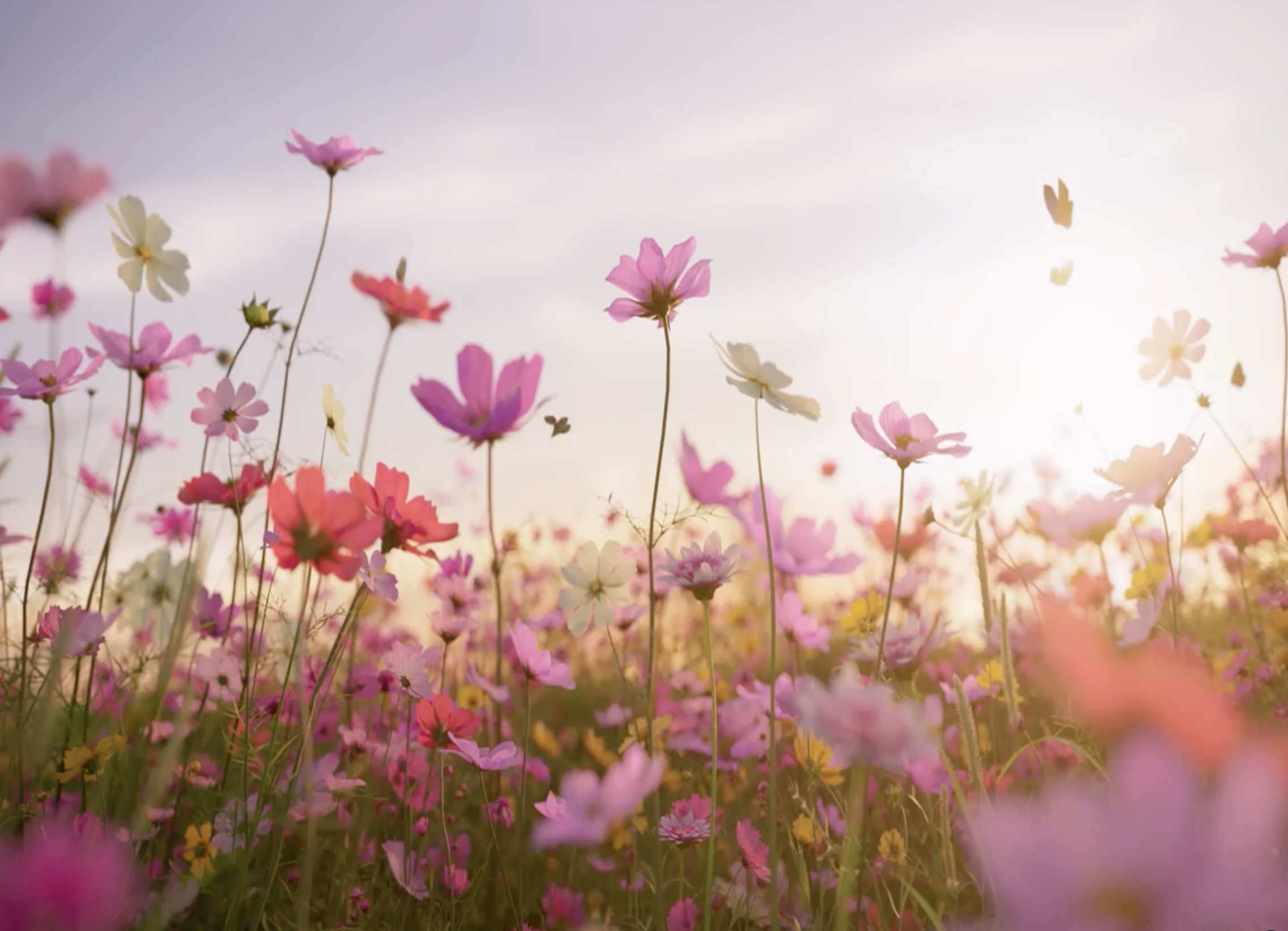 Reflection by Sr. Evelyn Eckhardt, DW