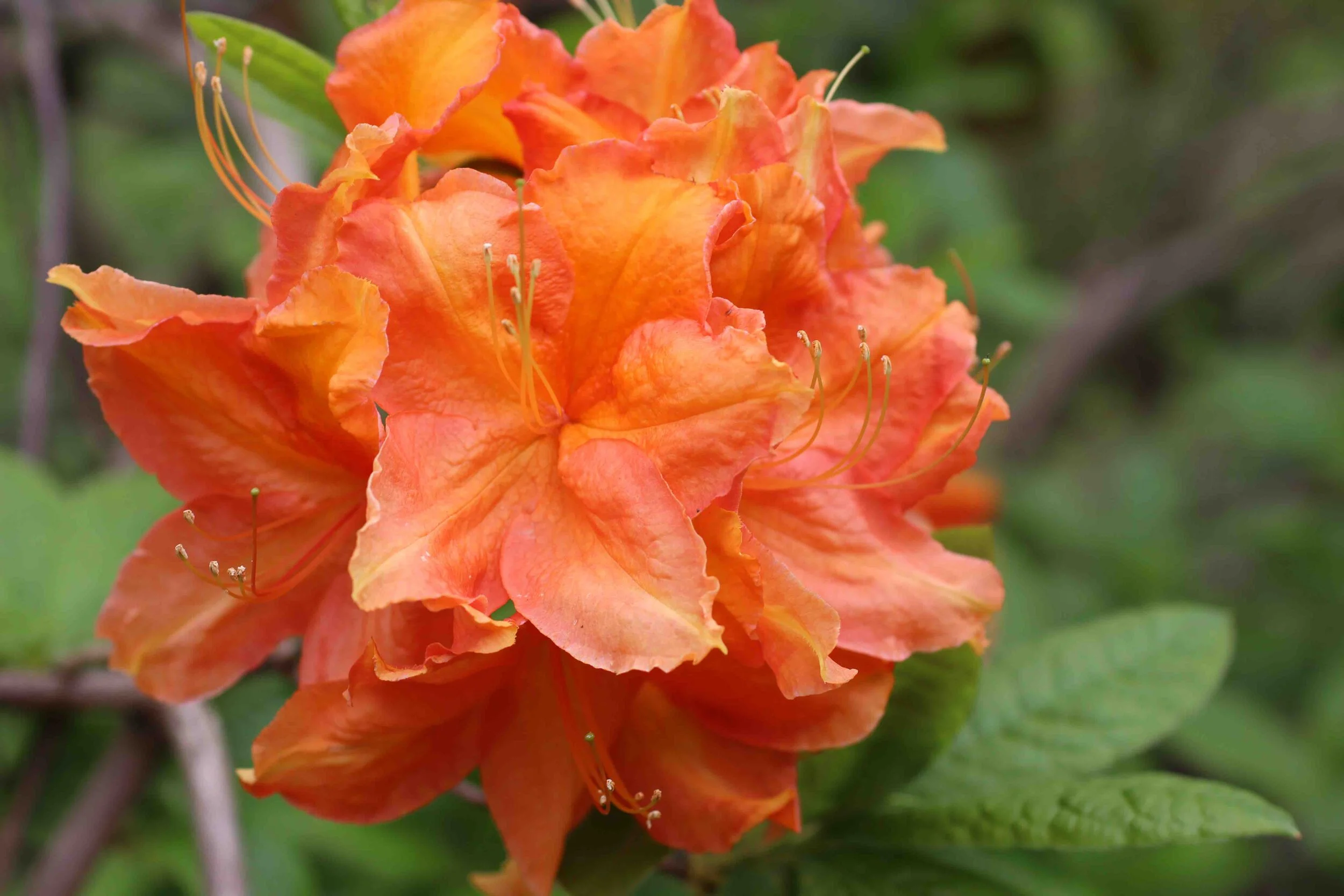 Azalea_sp.jpg