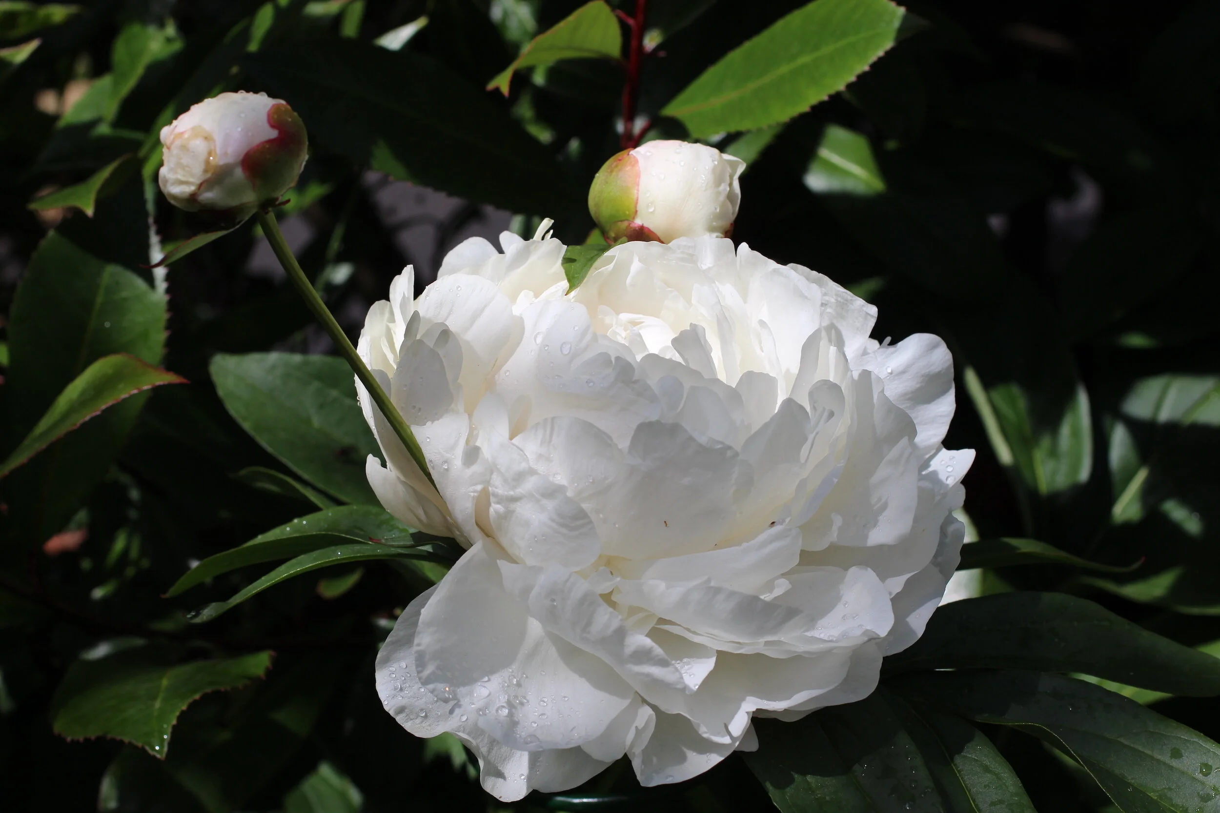 Paeonia_sp_white.JPG