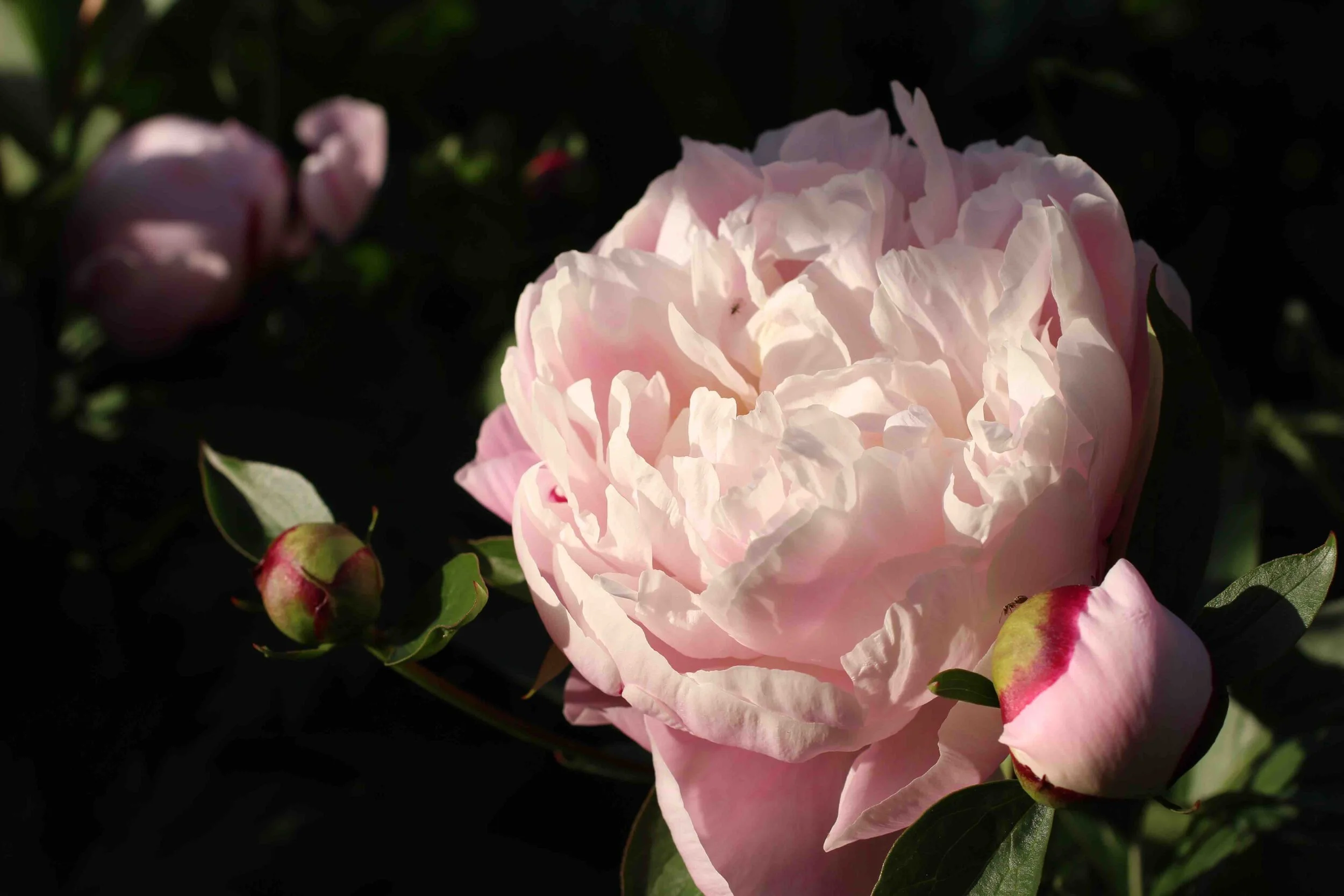 Paeonia_SarahBernhardt1.jpg