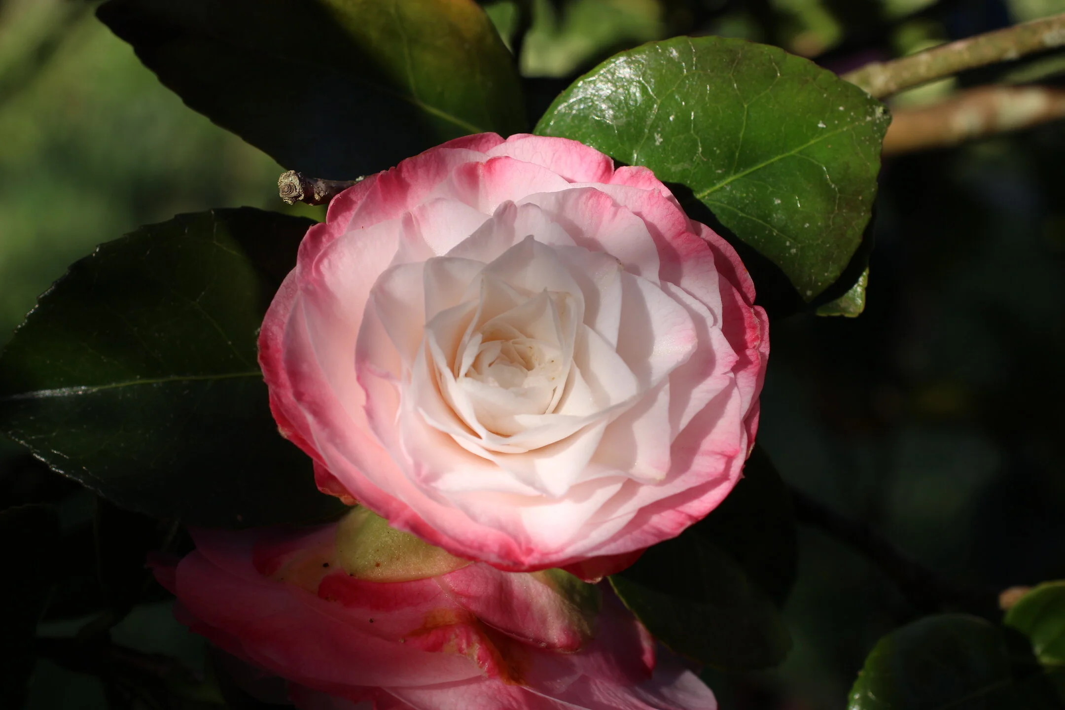 Camellia_sp2021.JPG