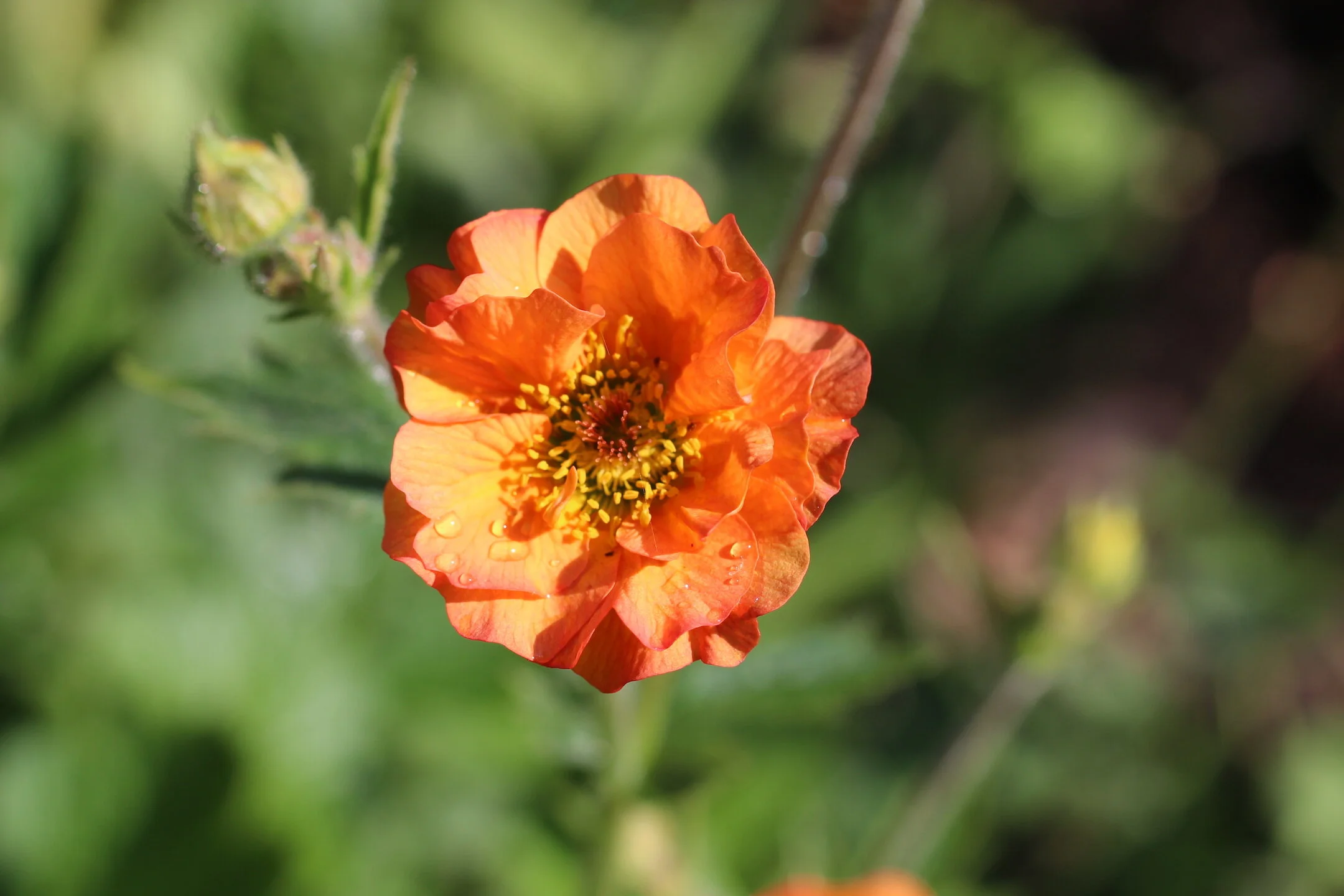 Geum_TotallyTangerine2021.JPG