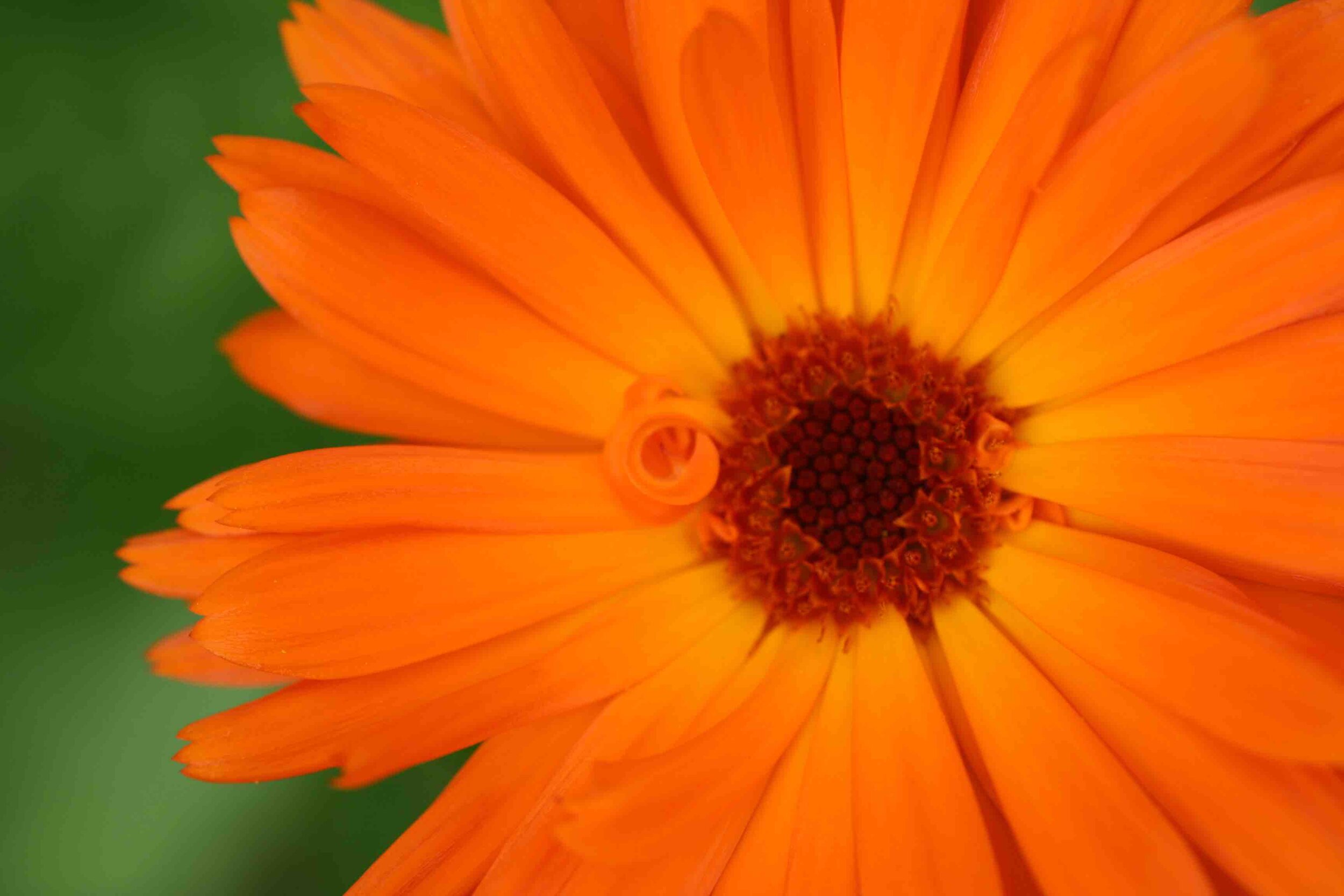 Calendula_curl.jpg