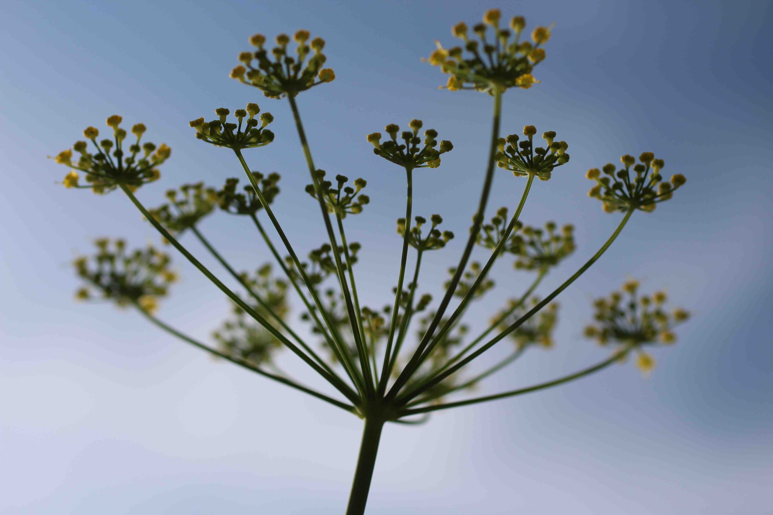Fennel_silhouette.jpg