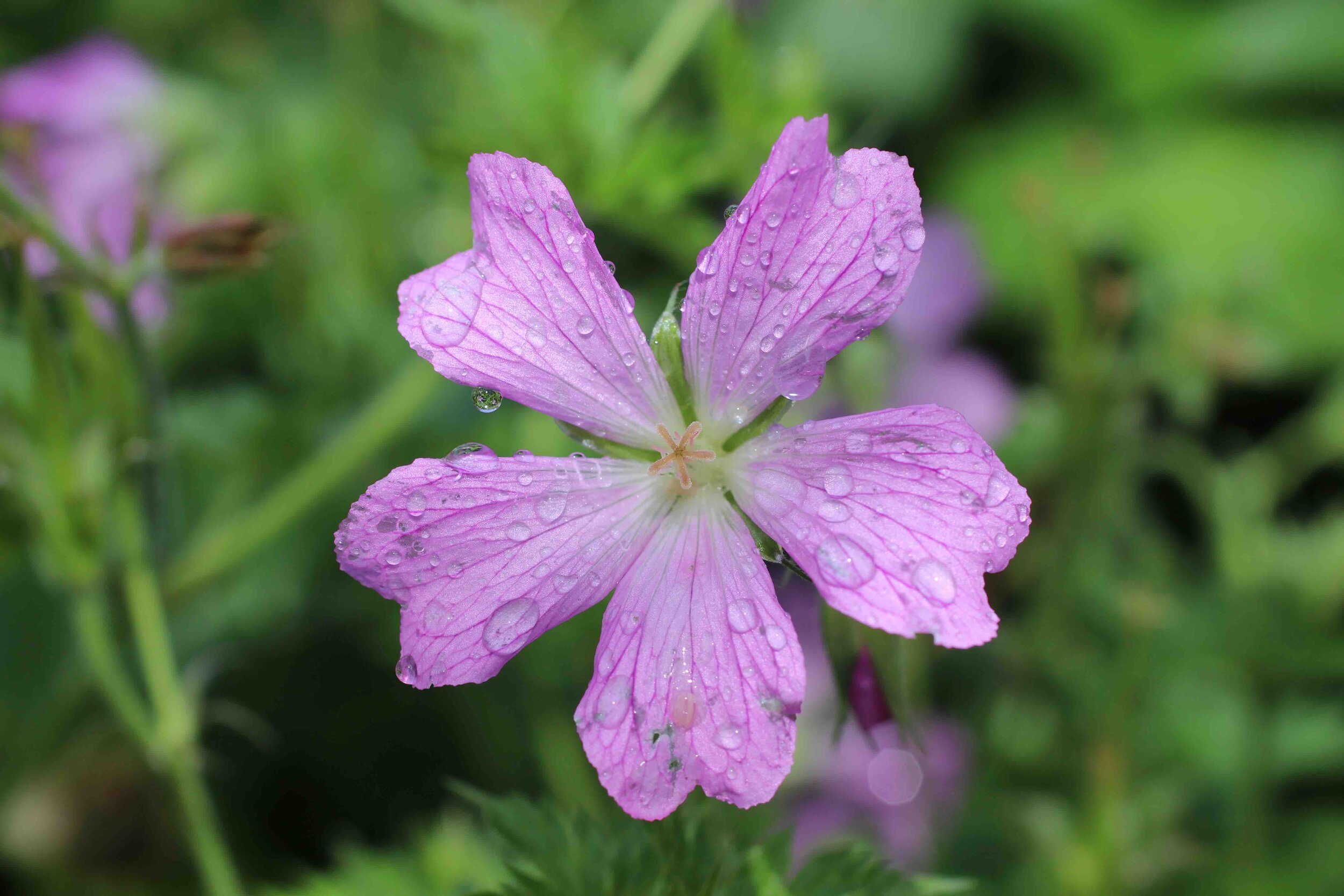 GeraniumxOxonianum_WargravePink.jpg