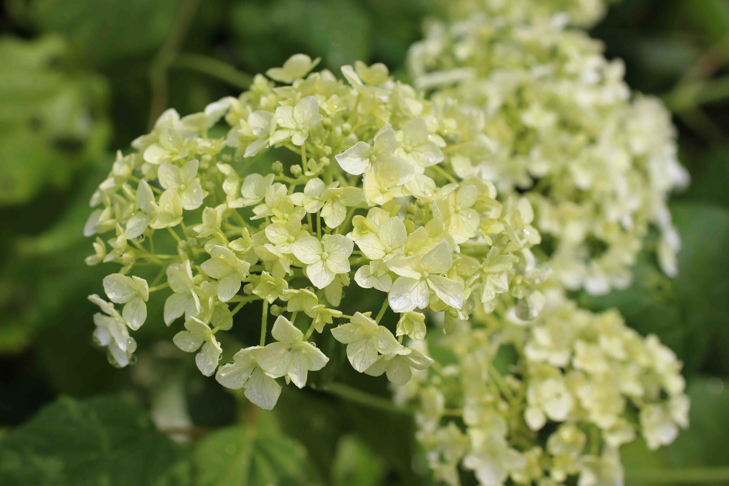 Hydrangea_annabelle2020.jpg