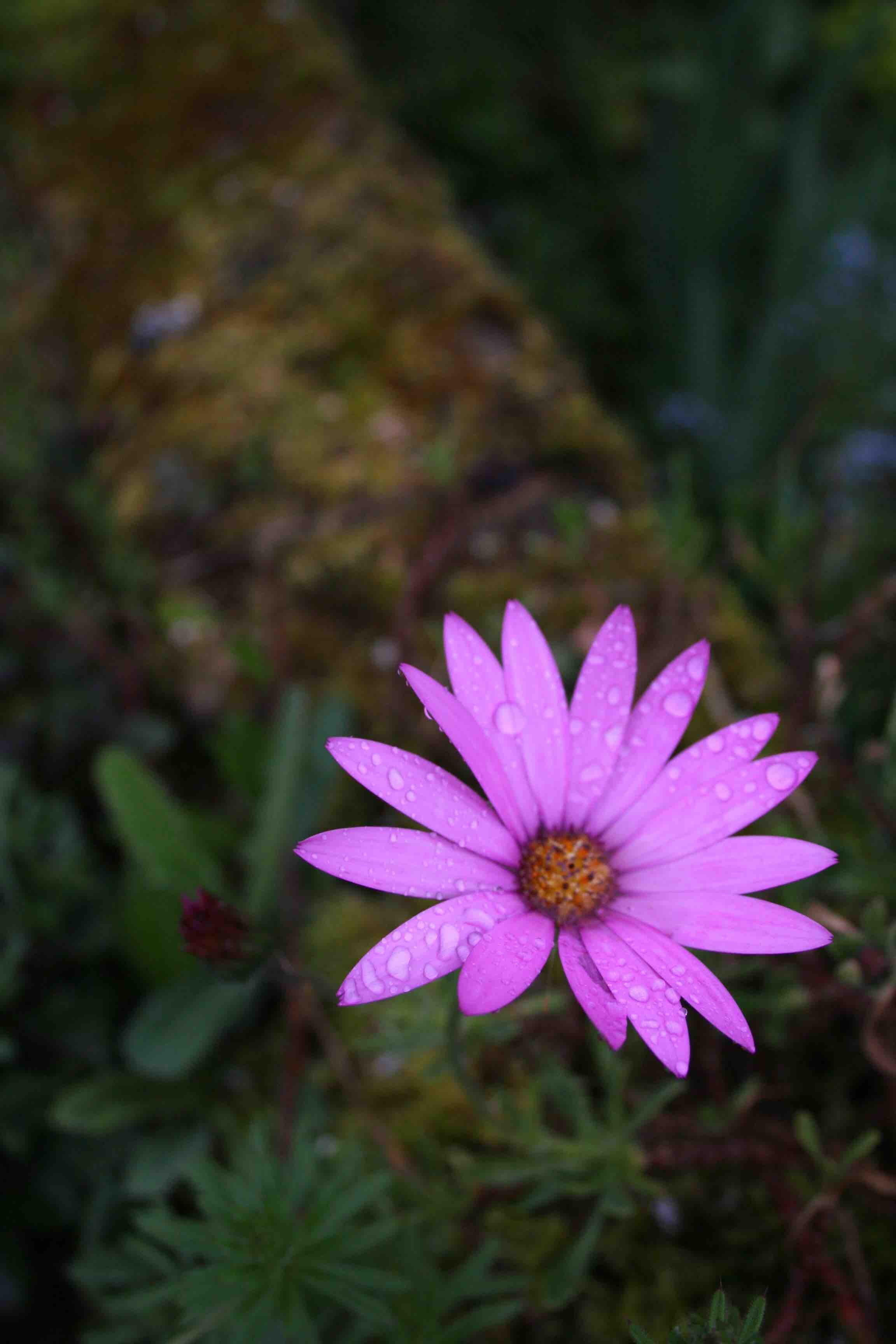 Osteospermum.jpg