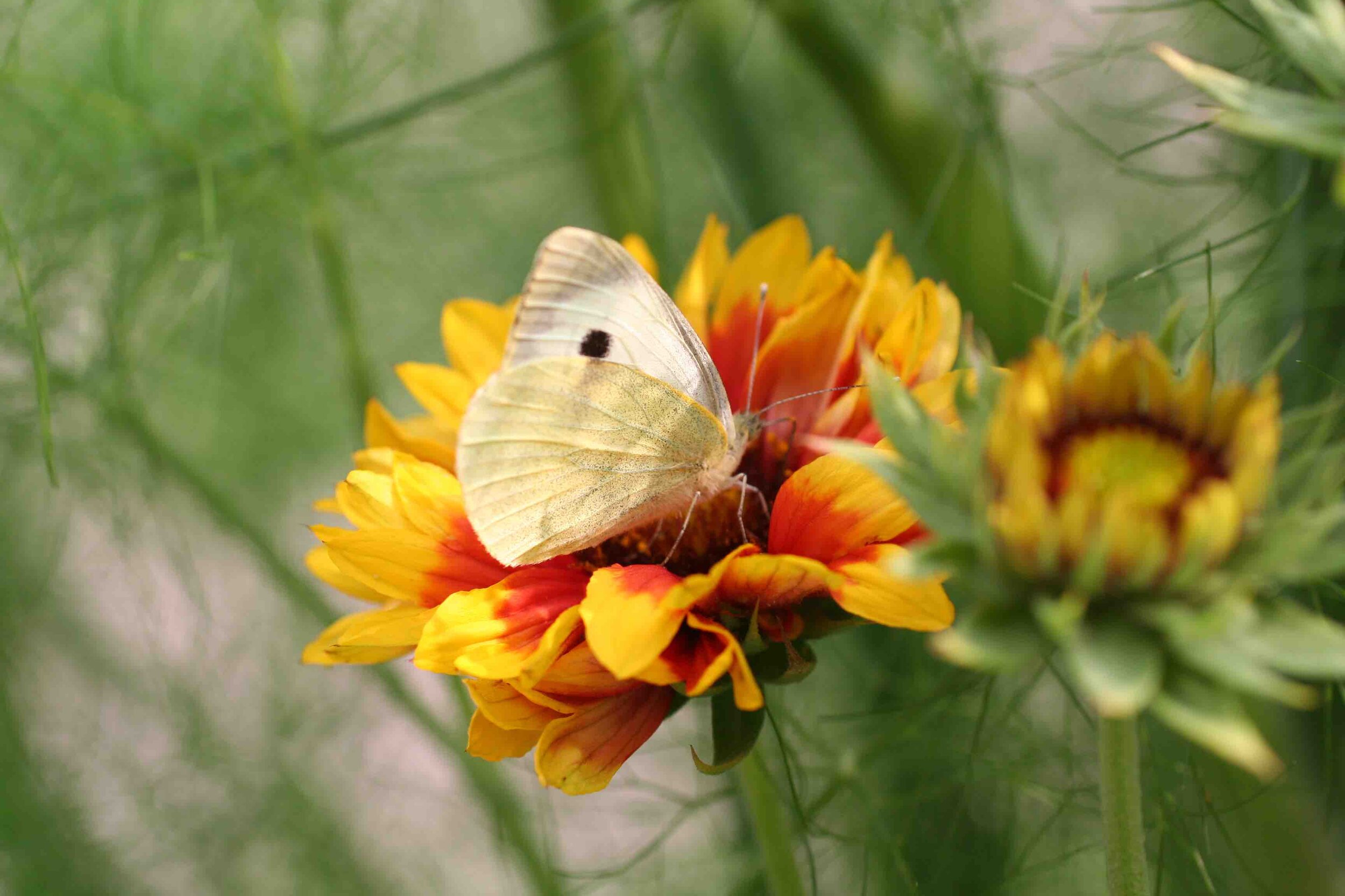 Rudbeckia_hirta_smallwhite.jpg