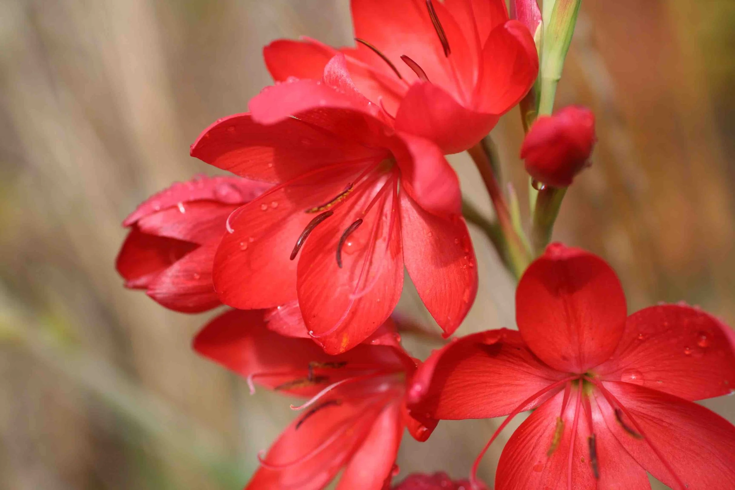 Hesperantha_coccinea.jpg