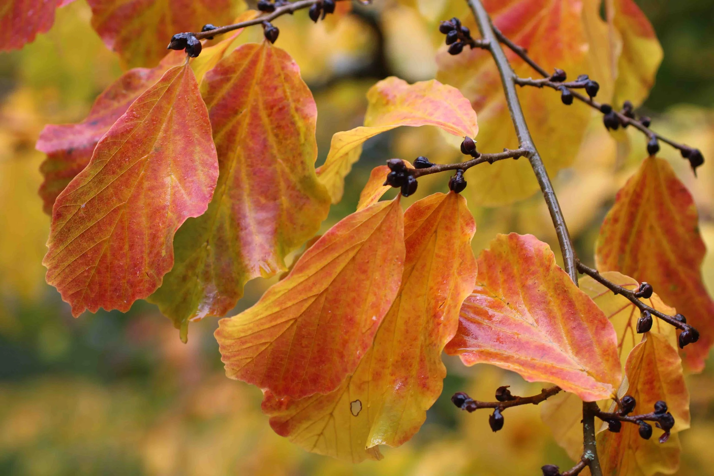 Parrotia_persica.jpg
