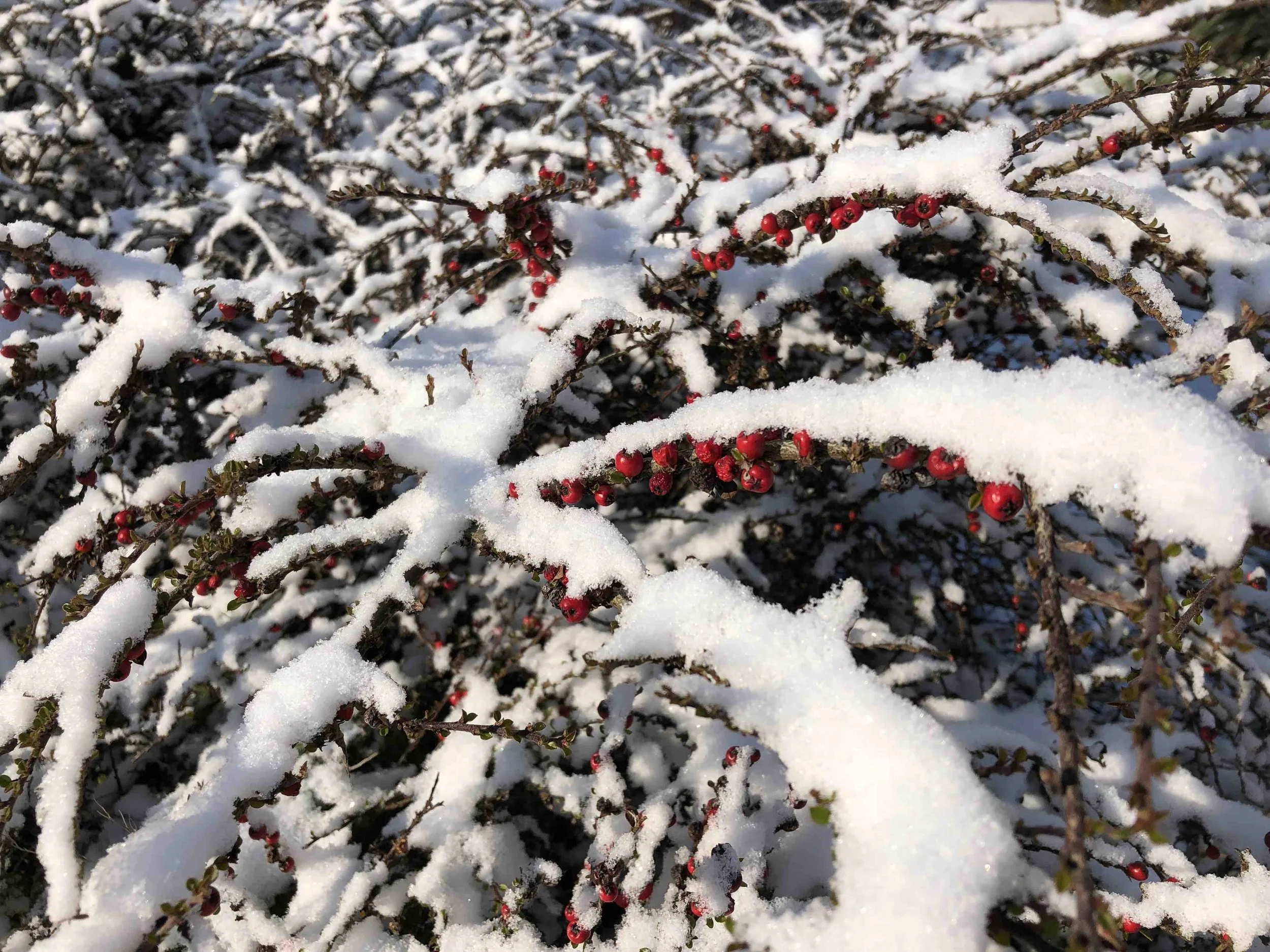 cotoneaster_horizontalis_snow.jpg