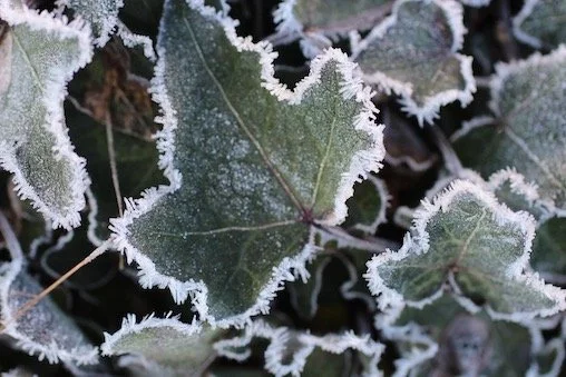 frostedivy.JPG