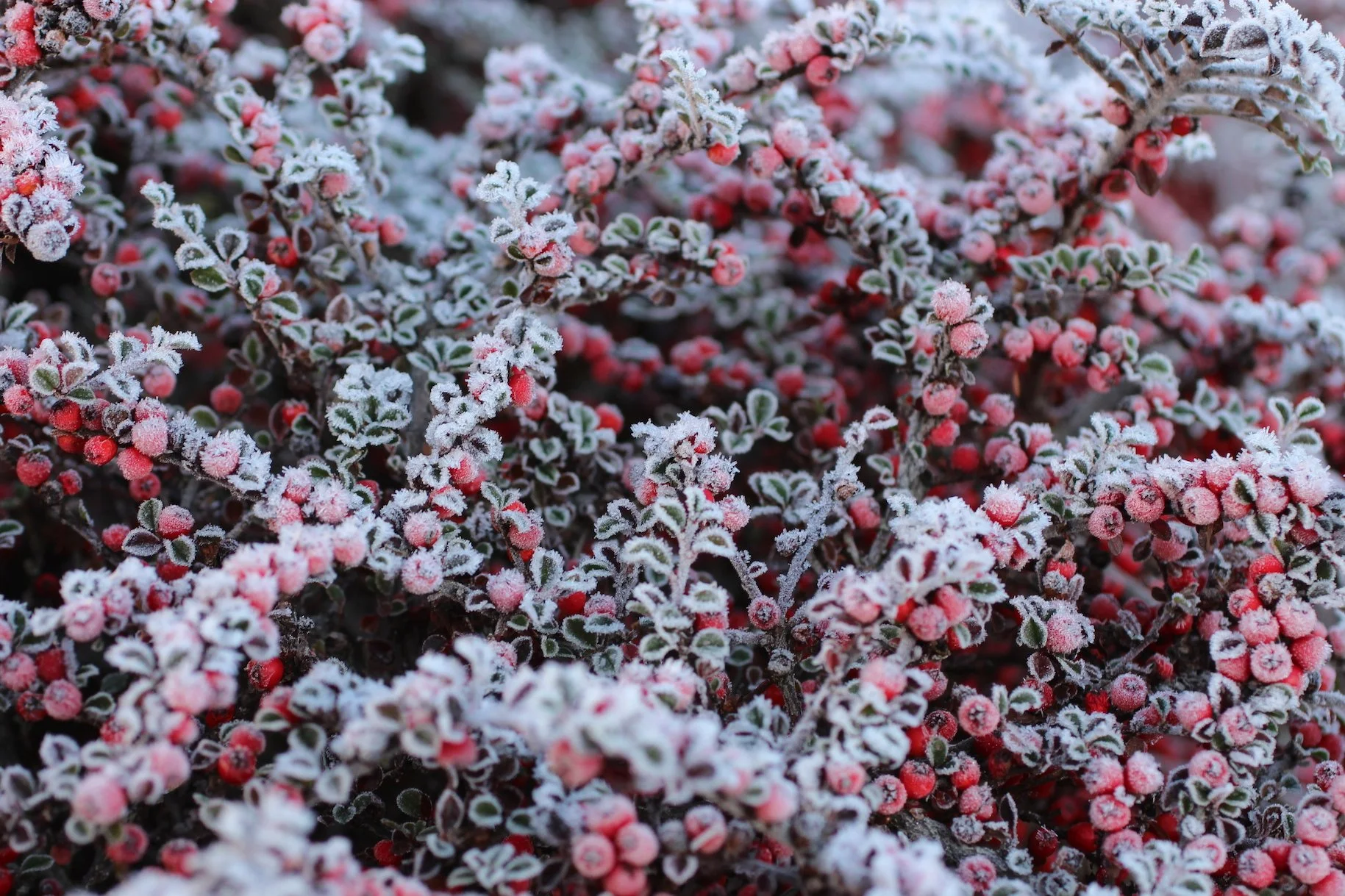 frostedcotoneaster.JPG