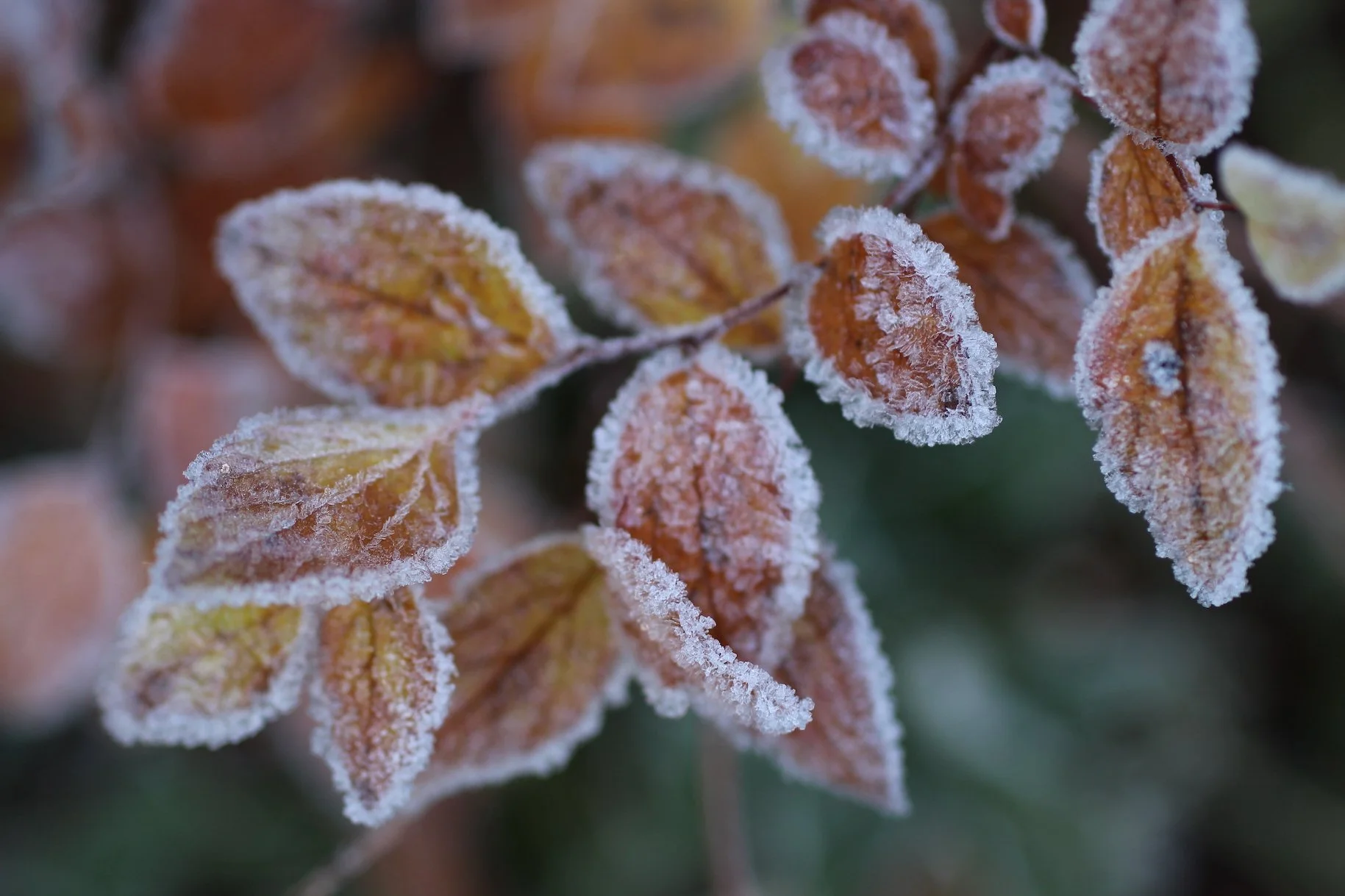 frostedspirea.JPG