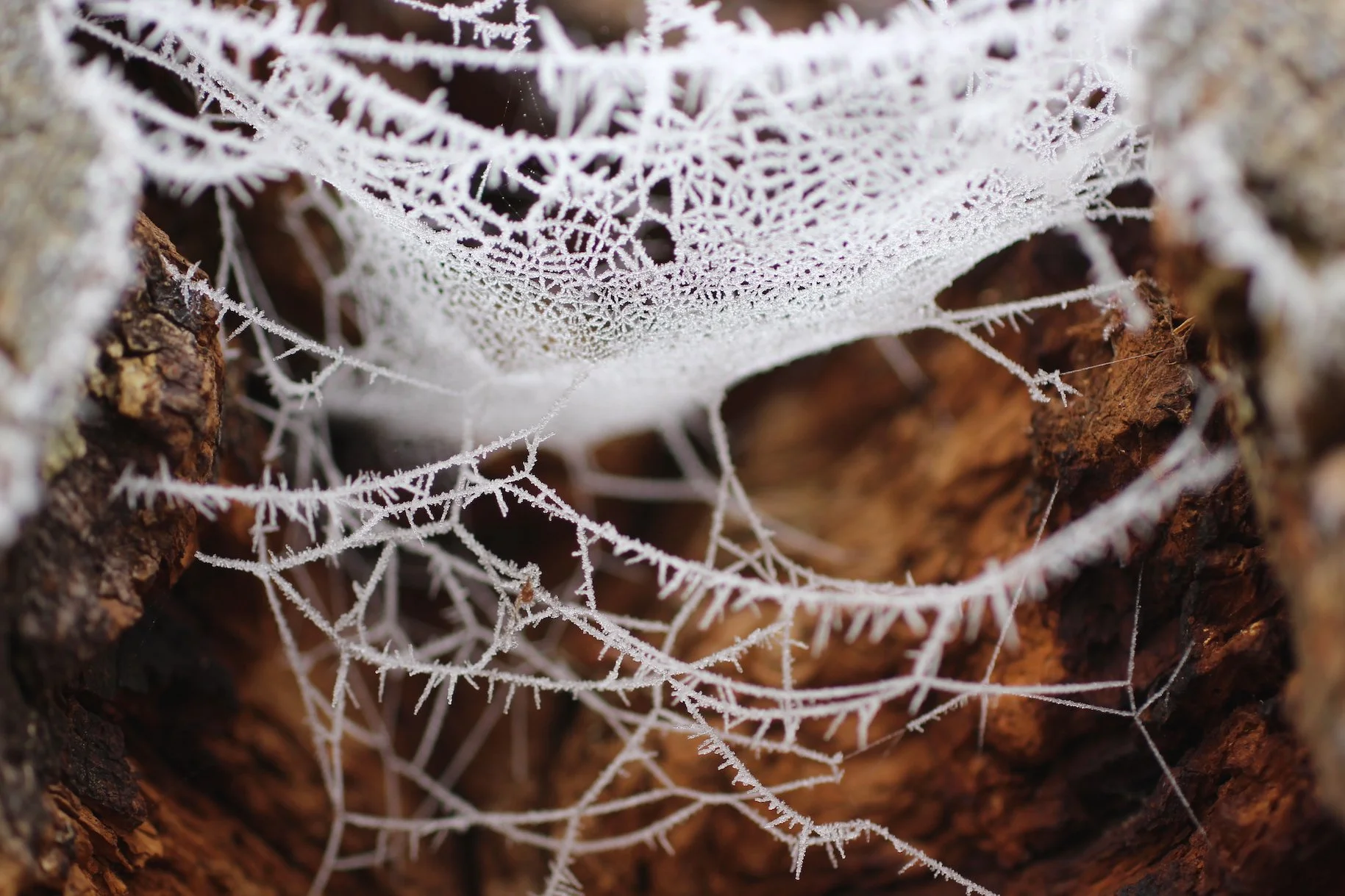 frostedspiderweb2.JPG