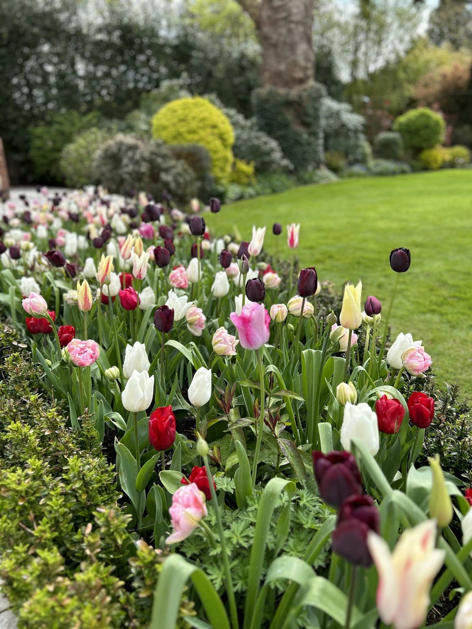 Tulip border SA 2023.jpeg