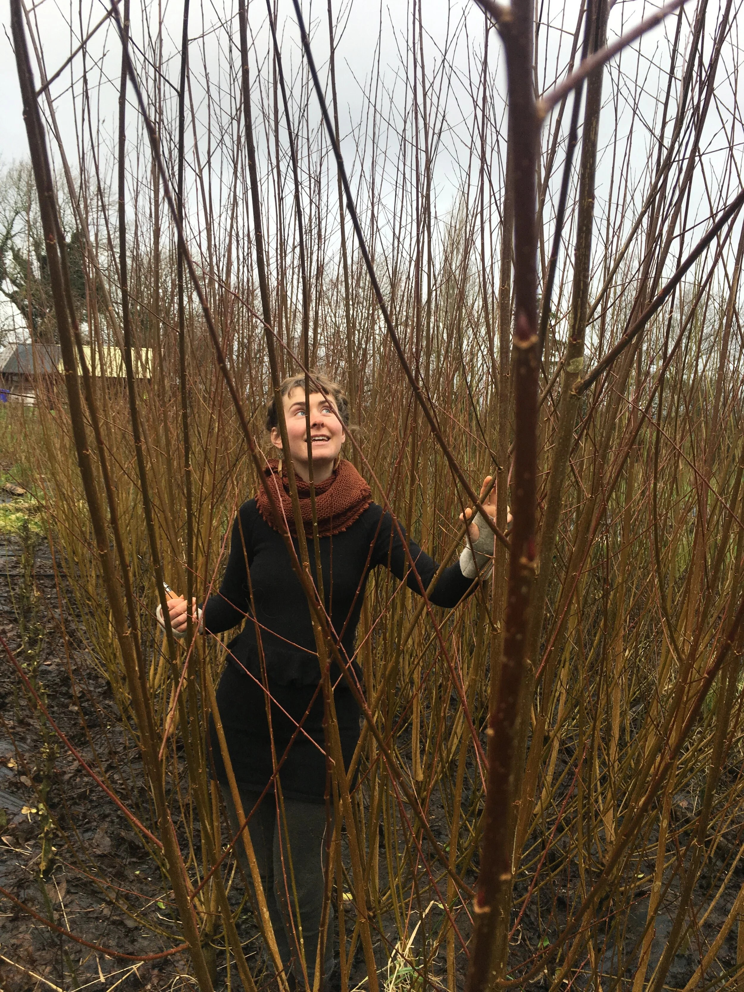 The Willow Harvest has Begun!