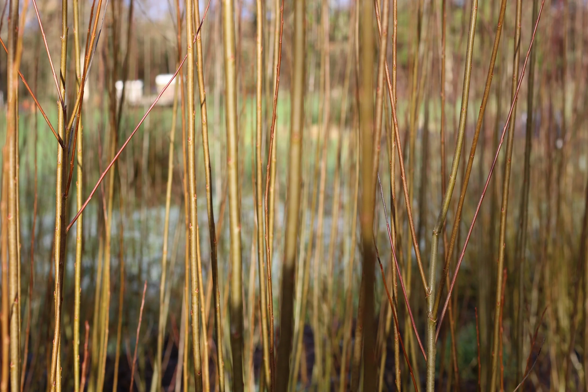 Woody Vimenalis