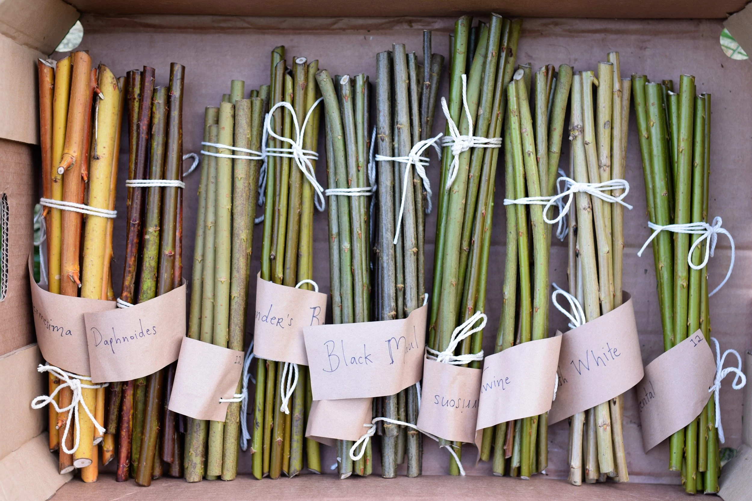 One of Everything-10 varietes!