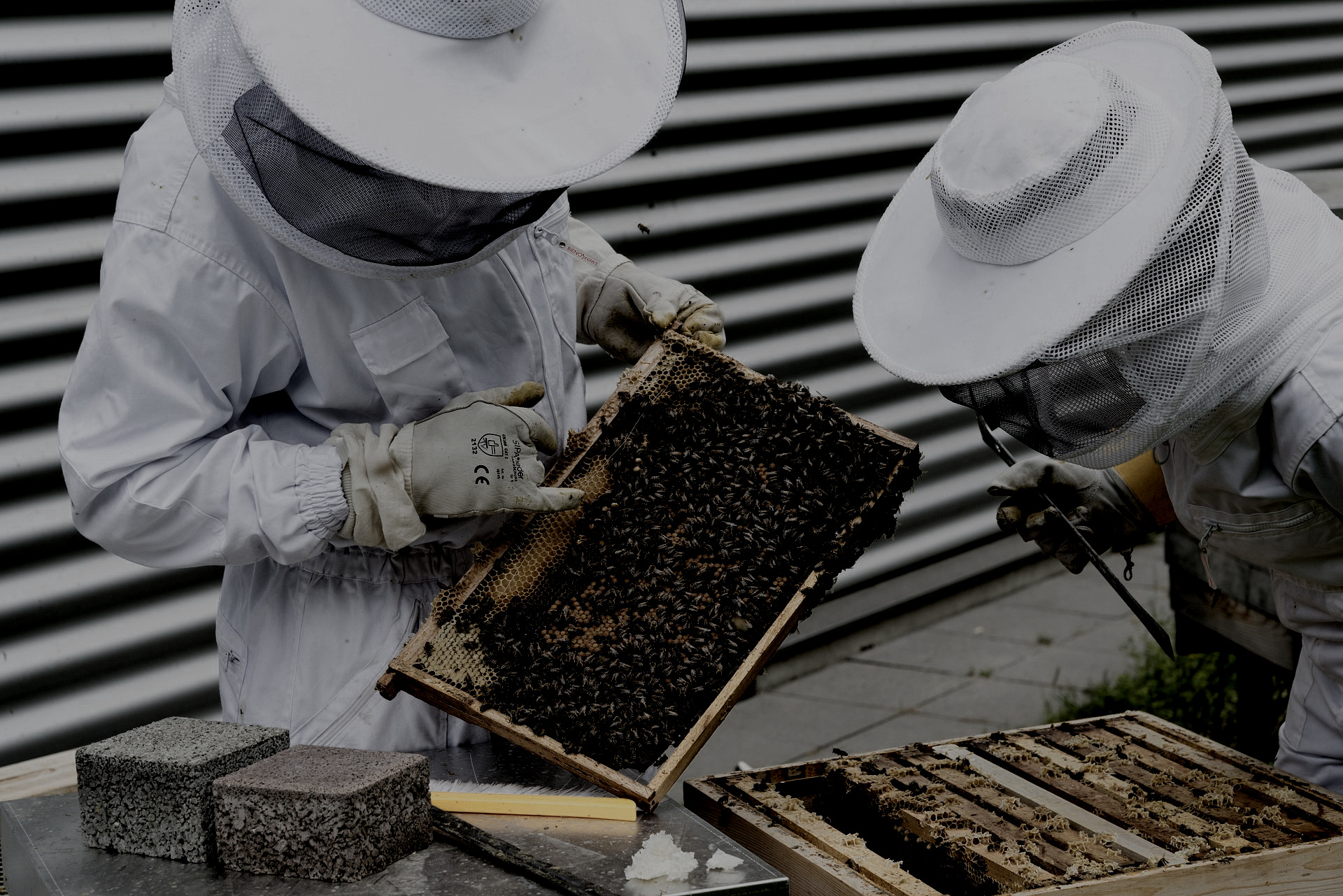 "Bienen werden heutzutage vermehrt in Großstädten gehalten, während auf dem Land die Bestäubungsleistung fehlt."