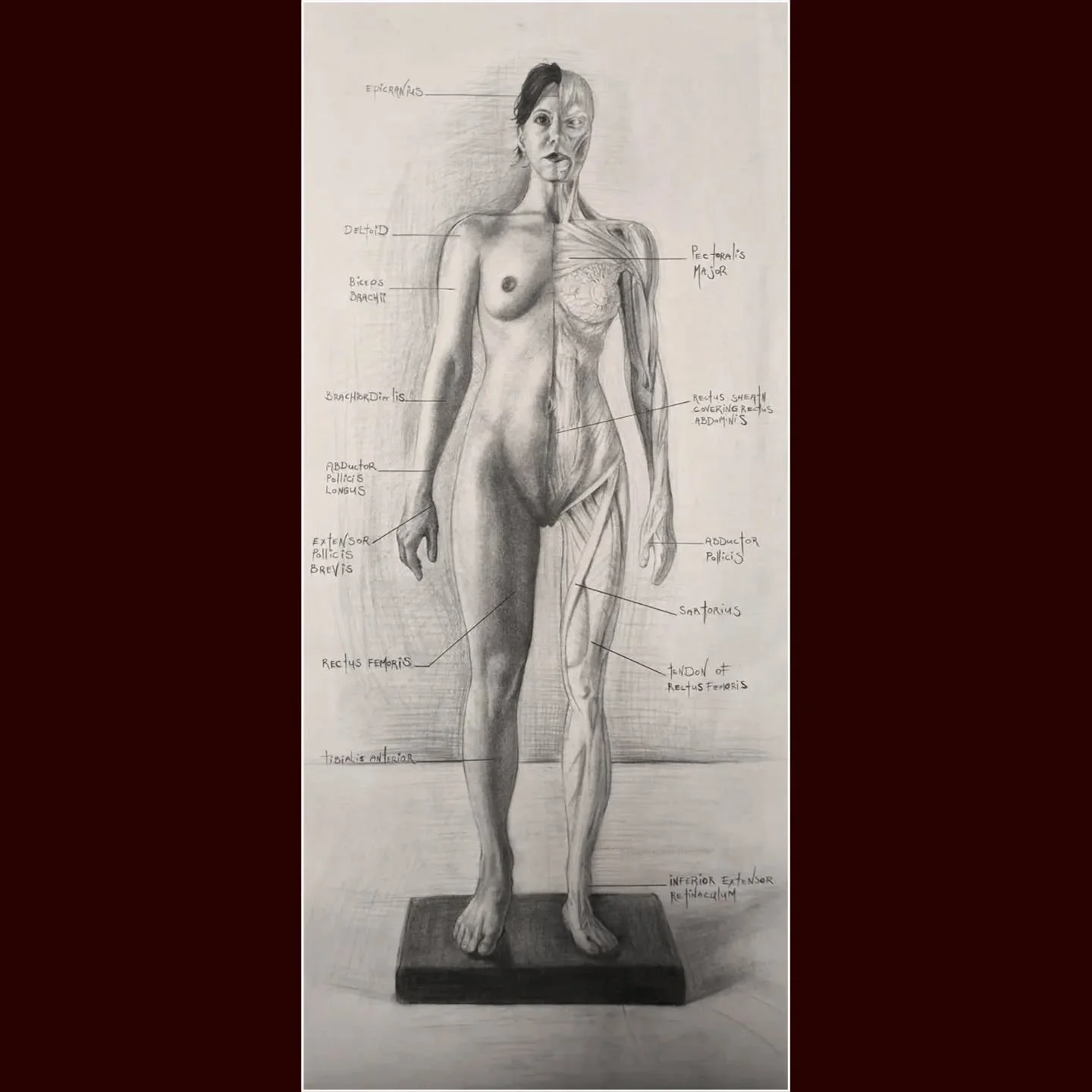 💀 Skeletal 
Muscles : anterior view anatomical study of Model Amethyst carbon charcoal on newsprint