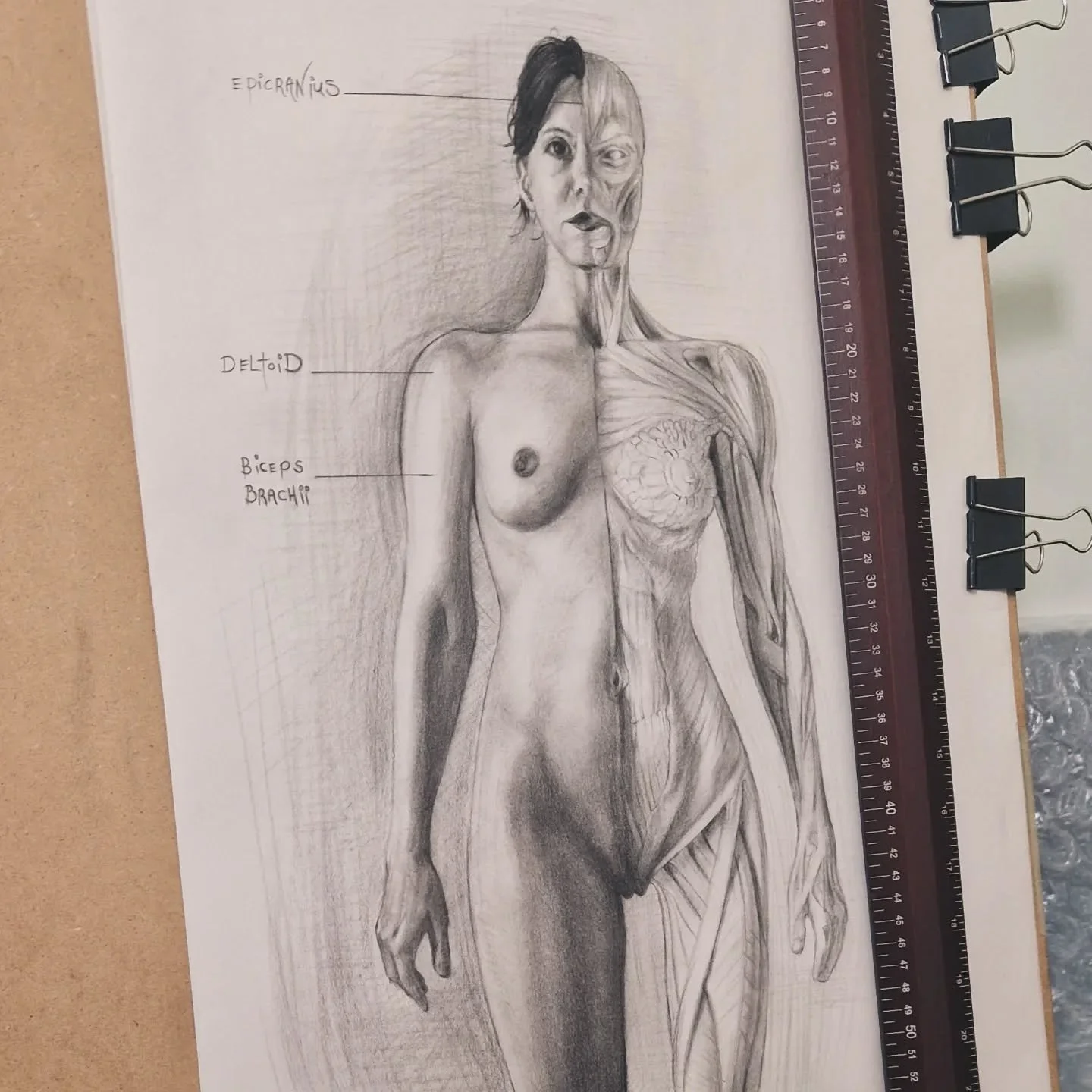 This one is nearing completion...look at the muscles 💪 on this lady model Amethist! One of many anatomy studies for my Back to the drawing board website under construction...pretty soon I will be able to impress my orthopedic doctor with my learned 
