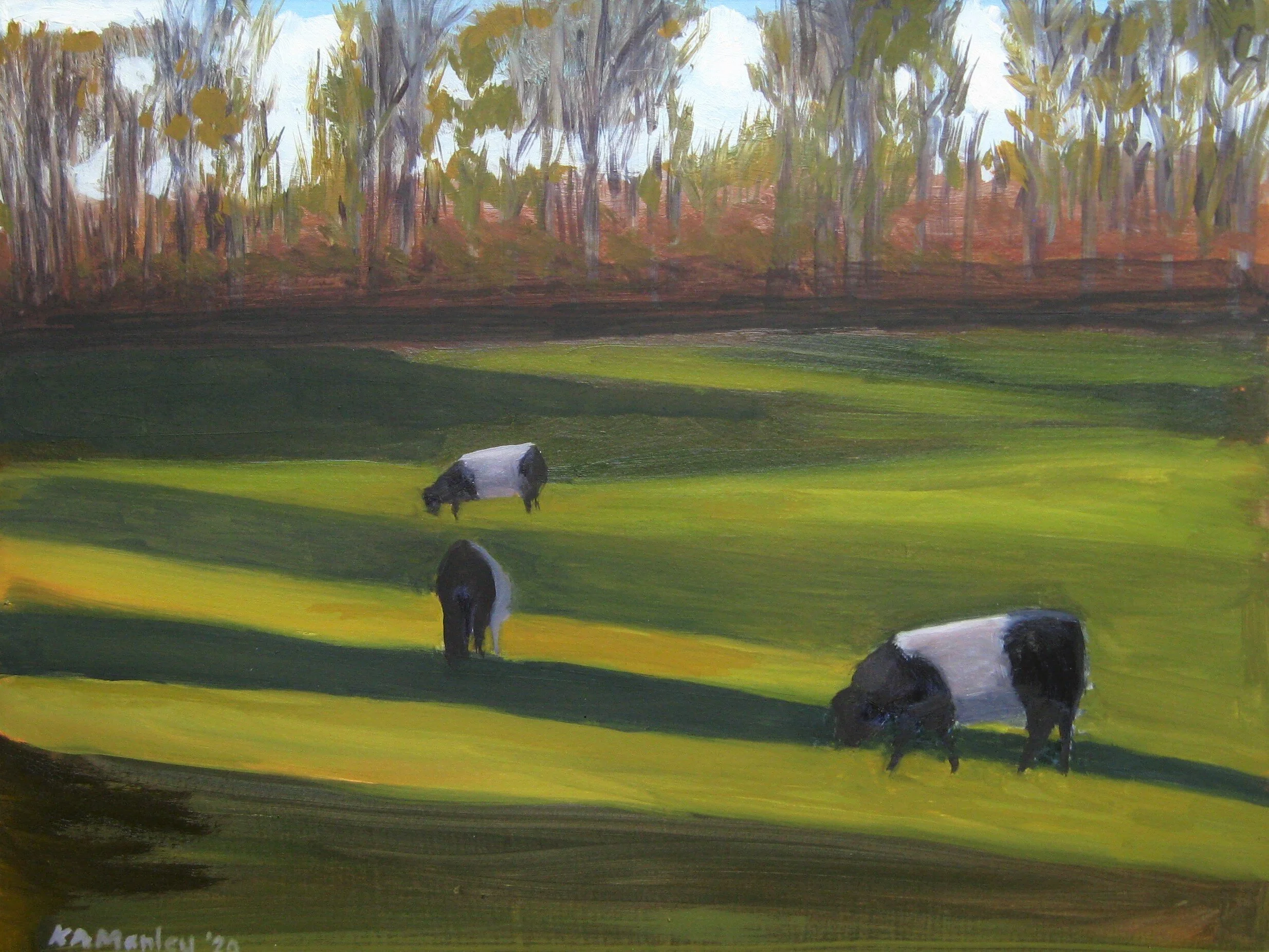 Belted Galloways