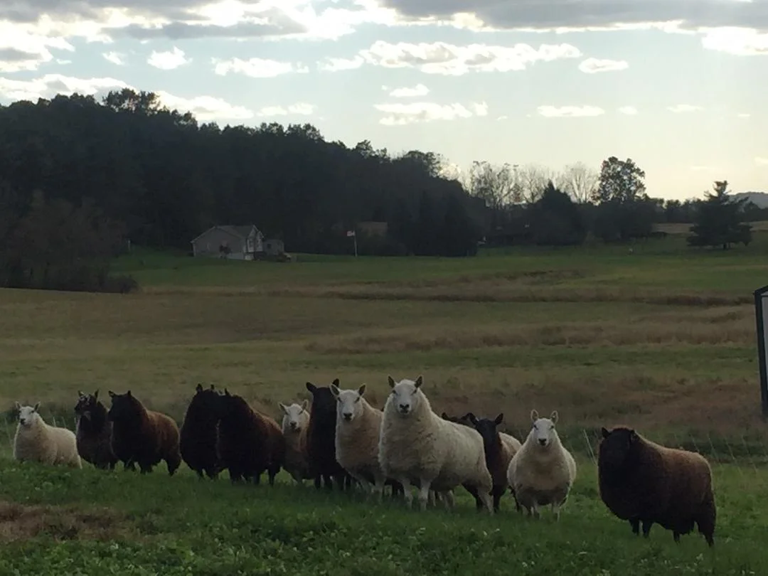 Ewes on alert