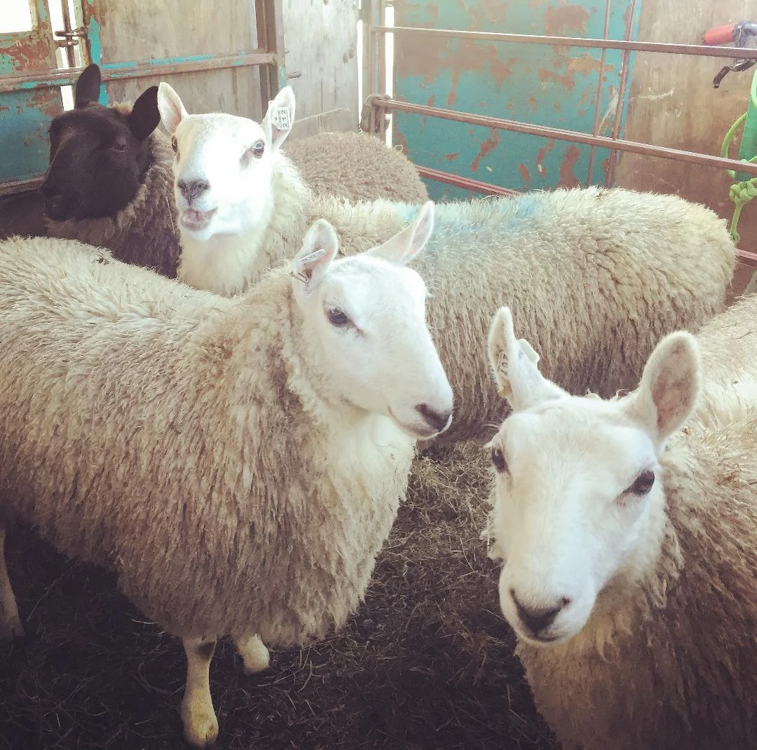 The new girls and Willard