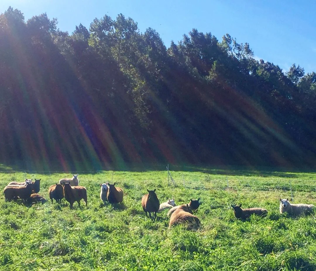 Heavenly grass