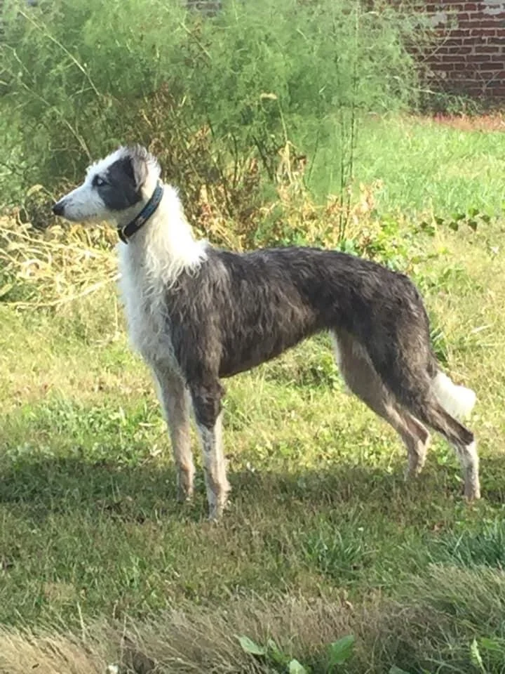 Are Lurchers Good Family Dogs